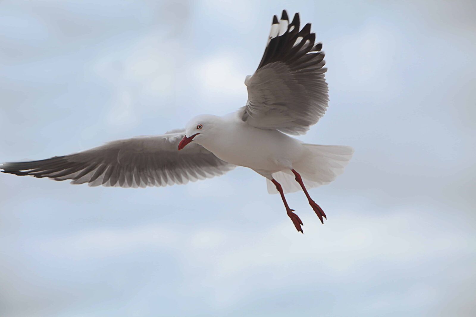 Canon EOS 5D Mark II + Canon EF 70-200mm F2.8L IS USM sample photo. Seagull, flight, nature, bird photography