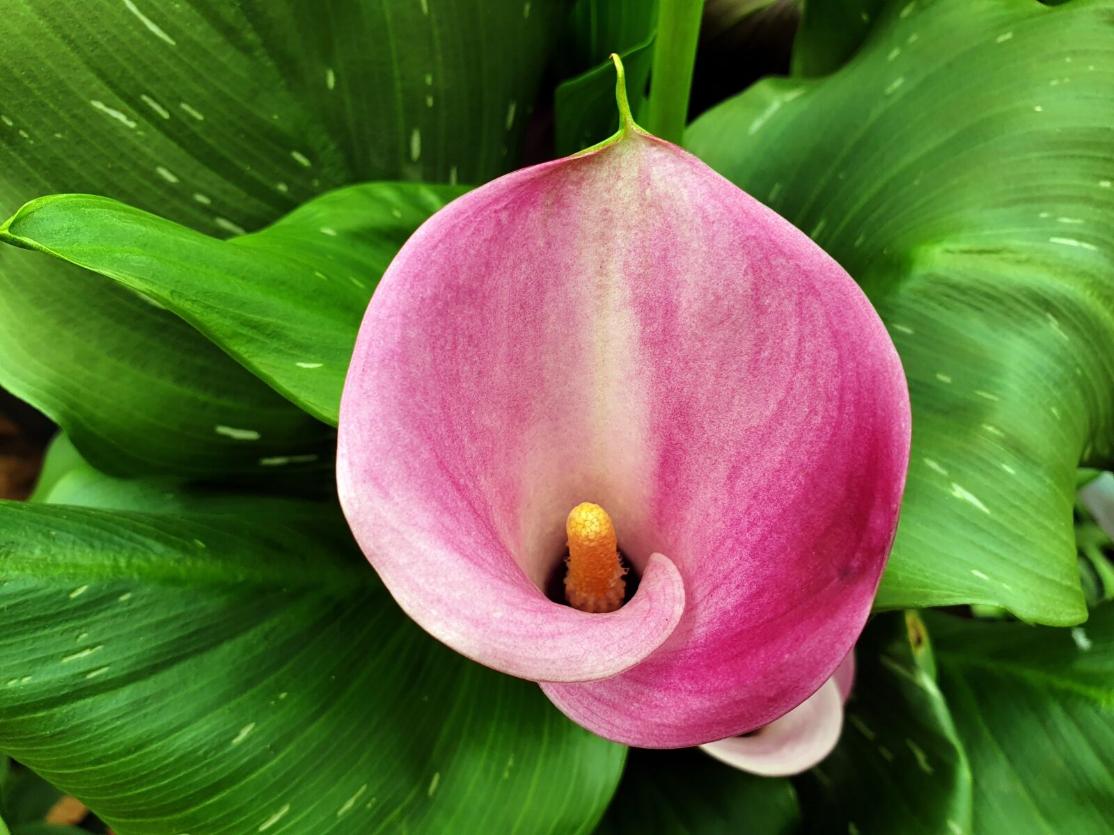 Samsung Galaxy S9+ sample photo. Flower, bloom, lily photography