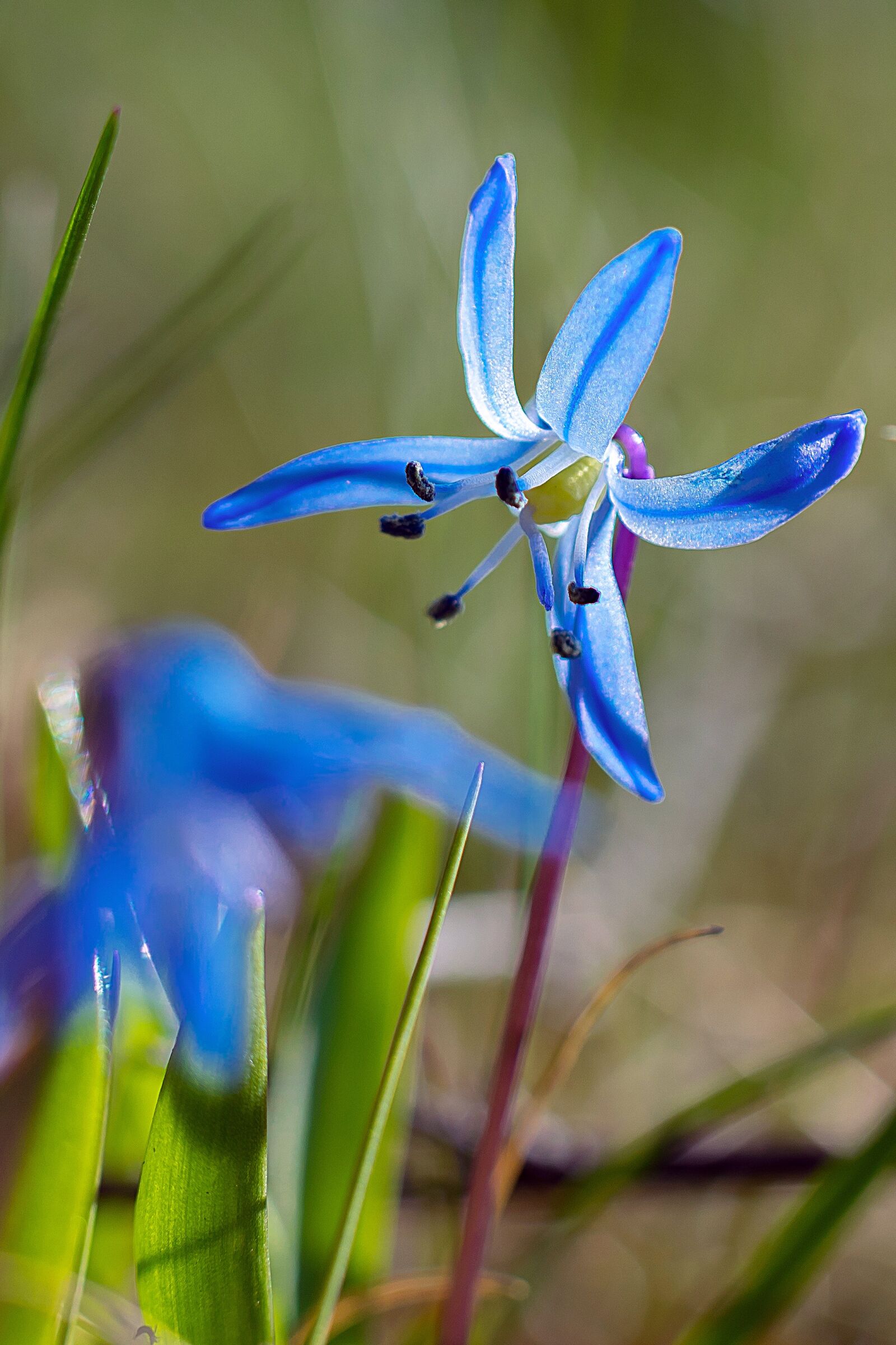 Nikon D3300 sample photo. Flower, nature, blue photography