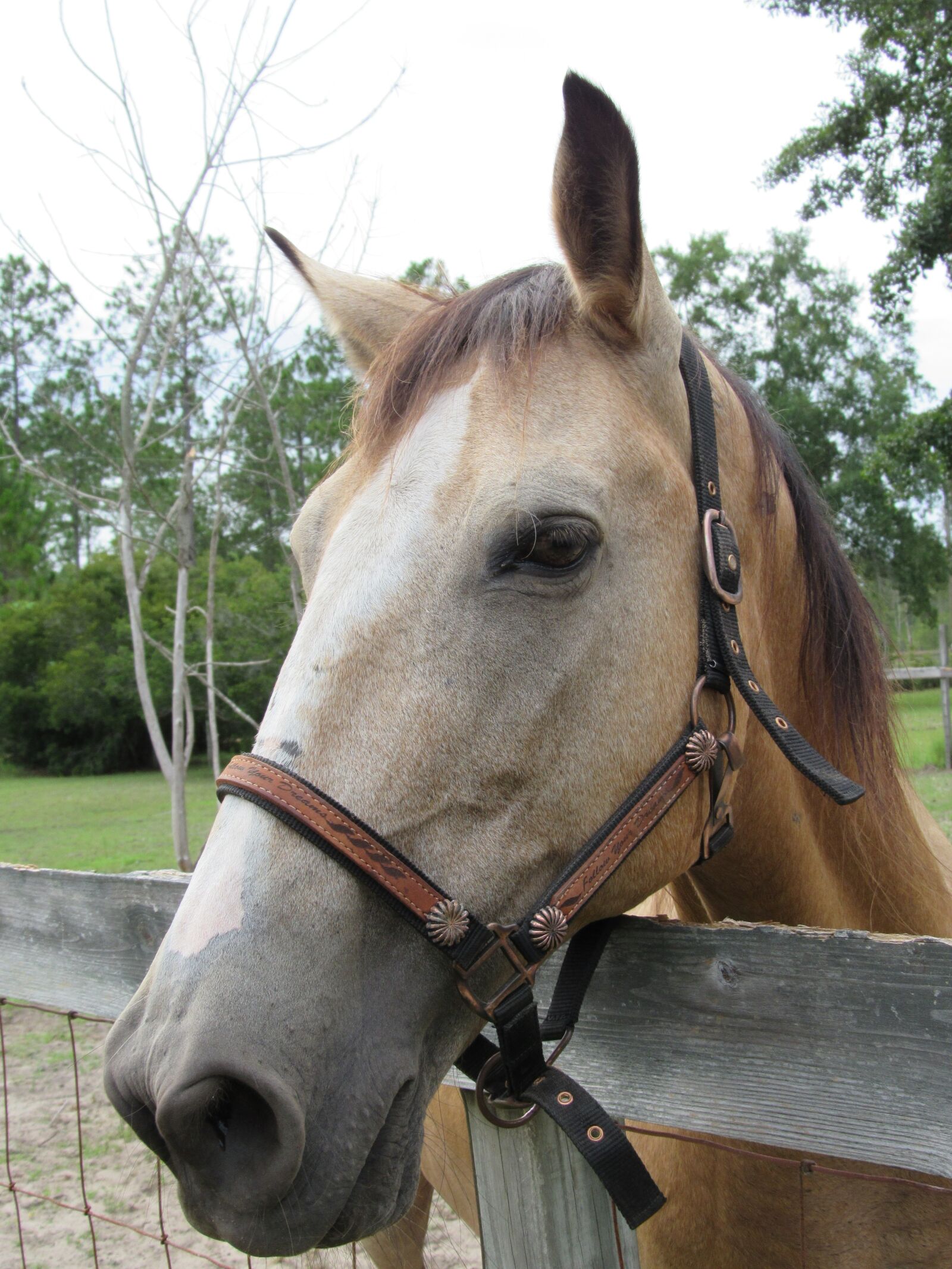 Canon PowerShot SX520 HS sample photo. Horse, buckskin, tan photography