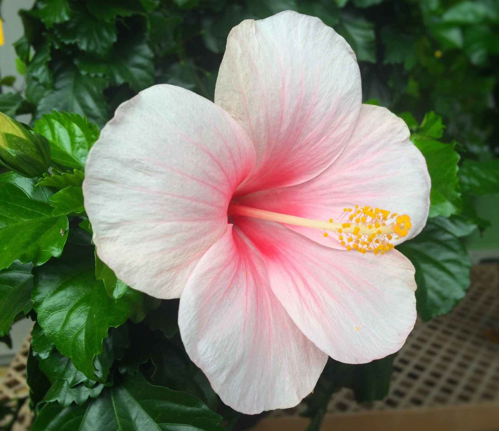 iPhone 5s back camera 4.15mm f/2.2 sample photo. Flowers, hibiscus, southern countries photography