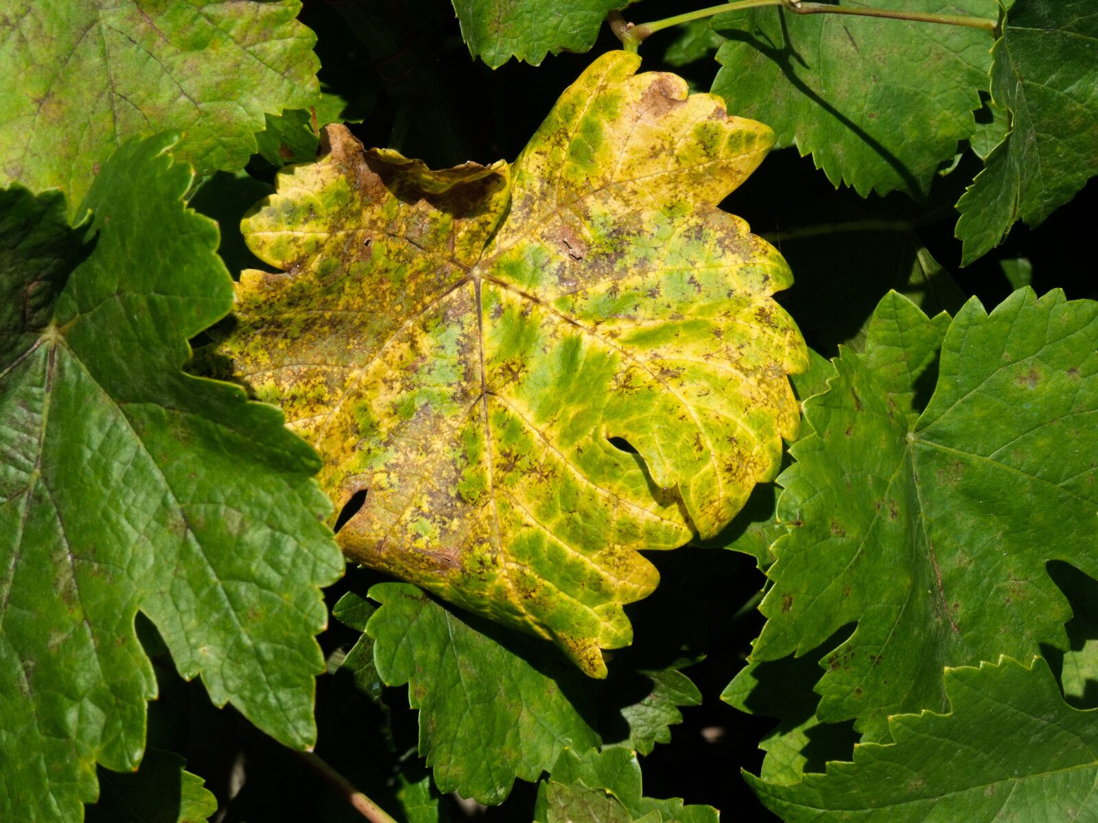 Fujifilm FinePix S1500 sample photo. Leaf, leaves, autumn photography