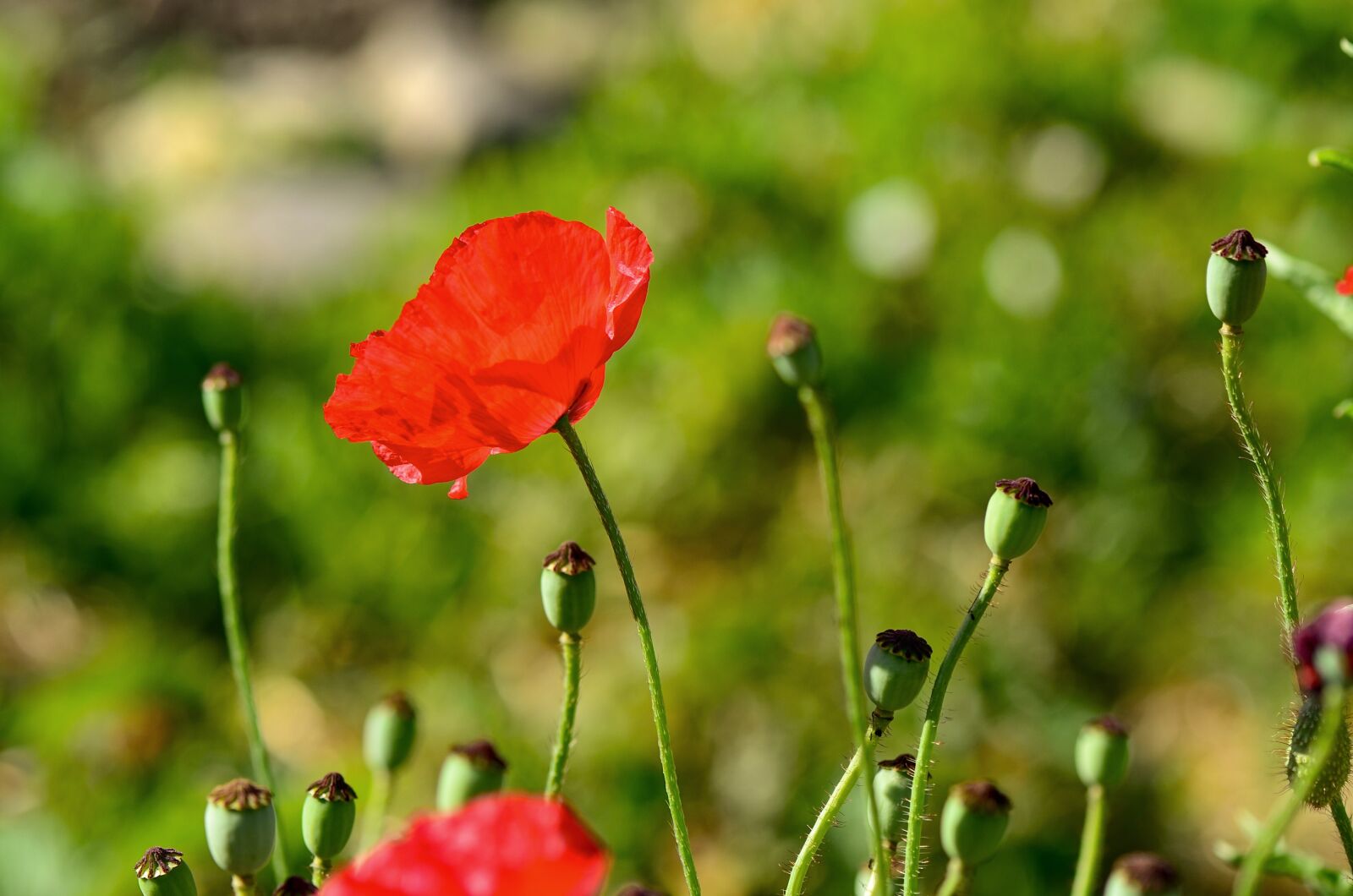 Nikon D7000 sample photo. Poppy, klatschmohn, summer photography