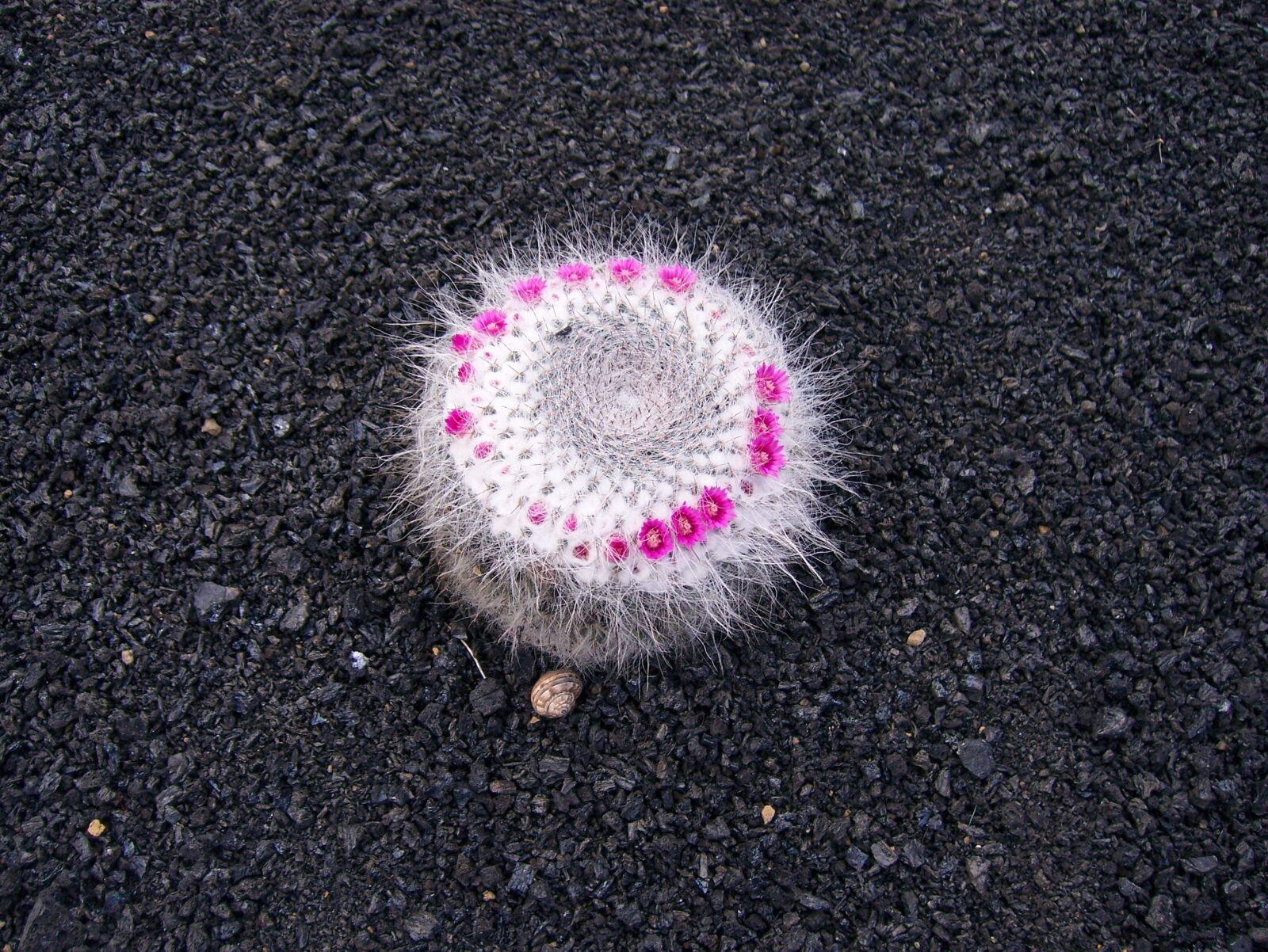 Kodak V603 ZOOM DIGITAL CAMERA sample photo. Lanzarote, cactus, blossom photography