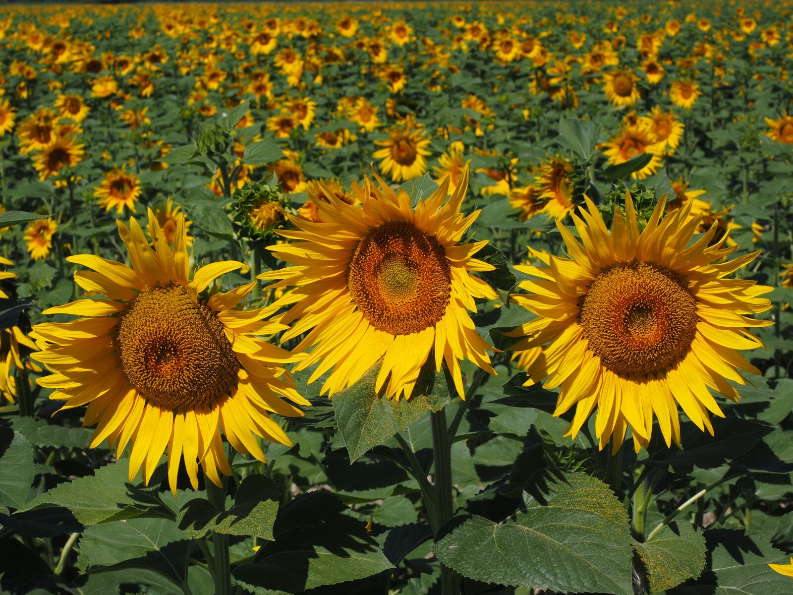 Olympus OM-D E-M1 + Olympus M.Zuiko Digital ED 12-40mm F2.8 Pro sample photo. Sunflower, sunflower field, helianthus photography
