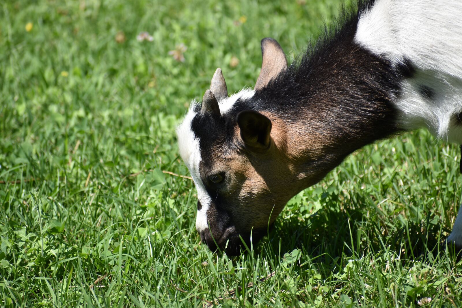 Nikon D5600 sample photo. Nanny, capra, puppy photography