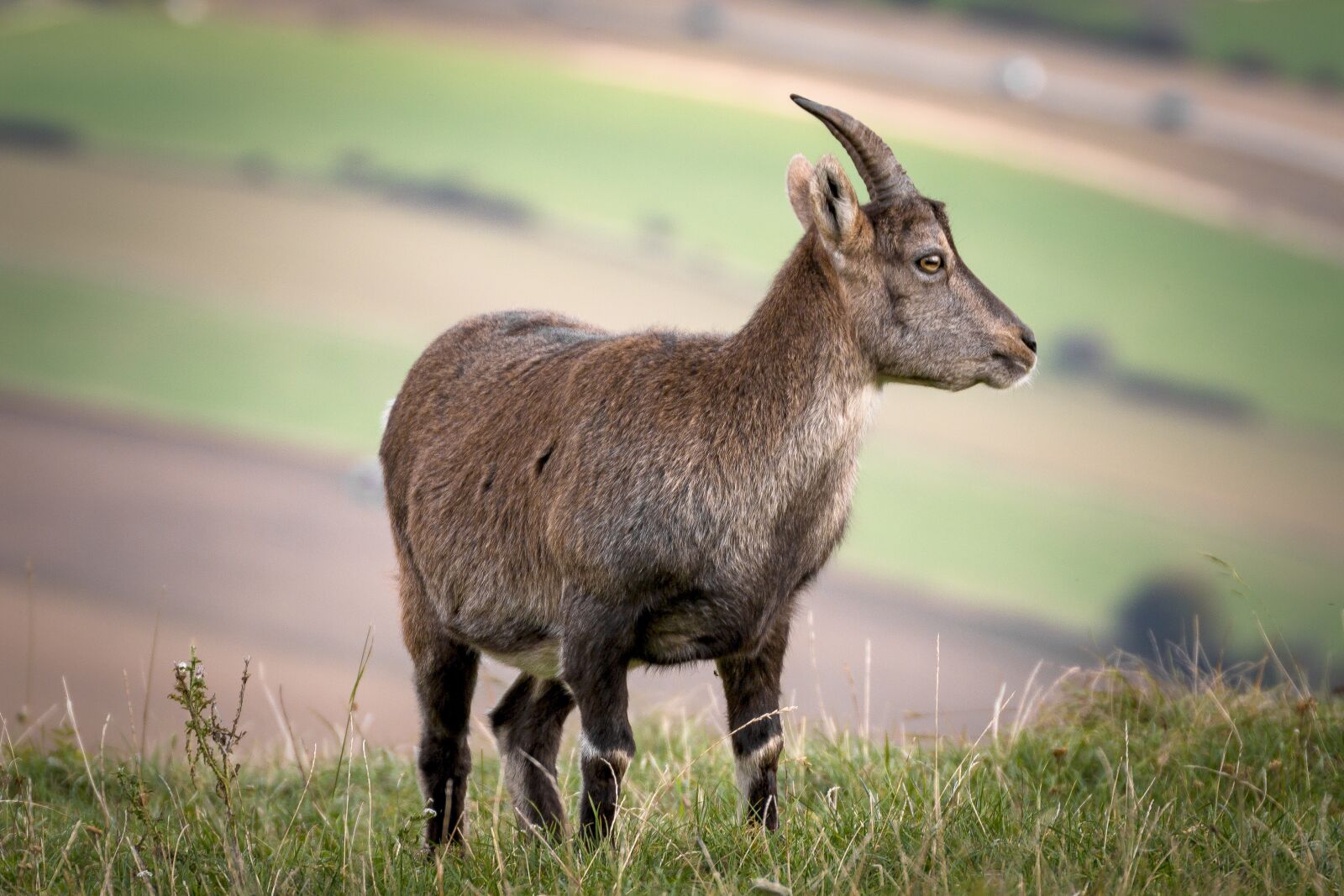 Canon EOS 70D sample photo. Capricorn, nature, ibex photography