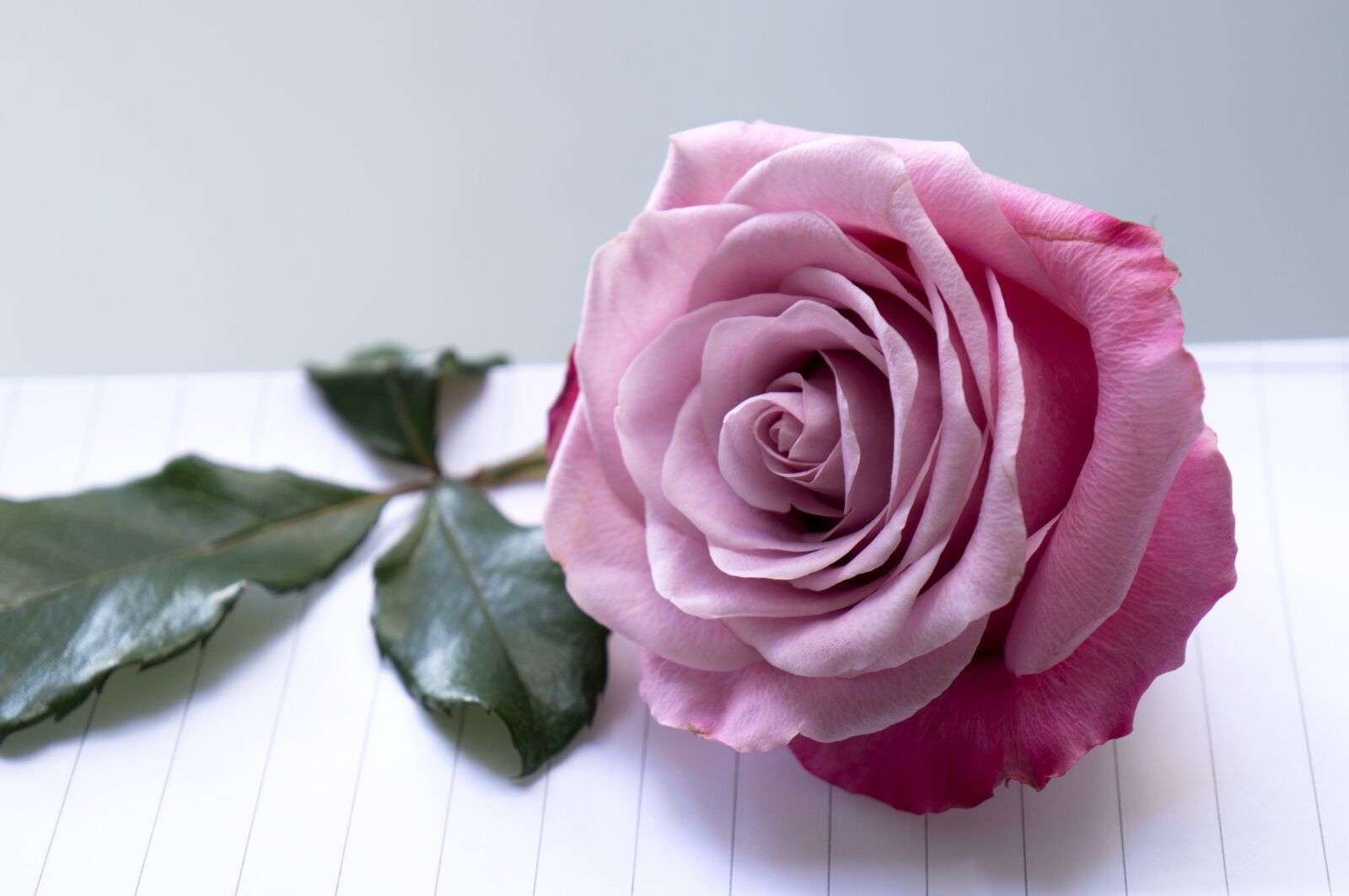 Sony Alpha NEX-F3 + Sony E 18-55mm F3.5-5.6 OSS sample photo. Emotion, roses, pink purple photography