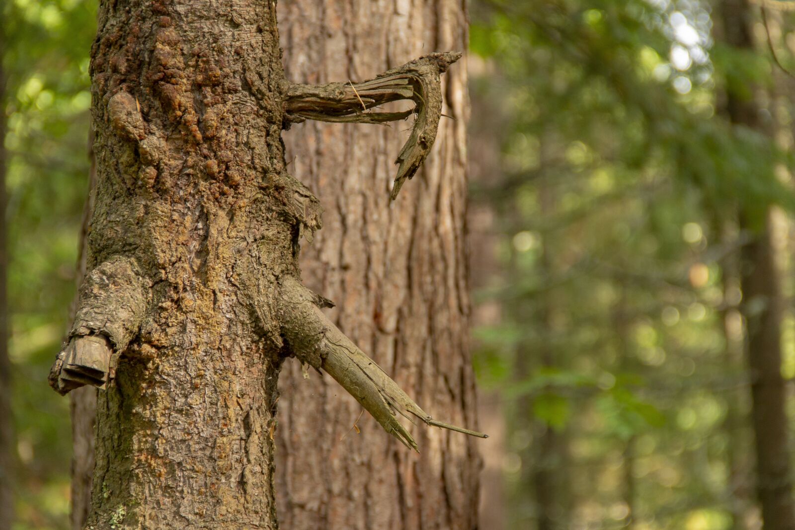 Canon EOS 70D + Canon EF-S 18-135mm F3.5-5.6 IS sample photo. Branches, trunk, bark photography