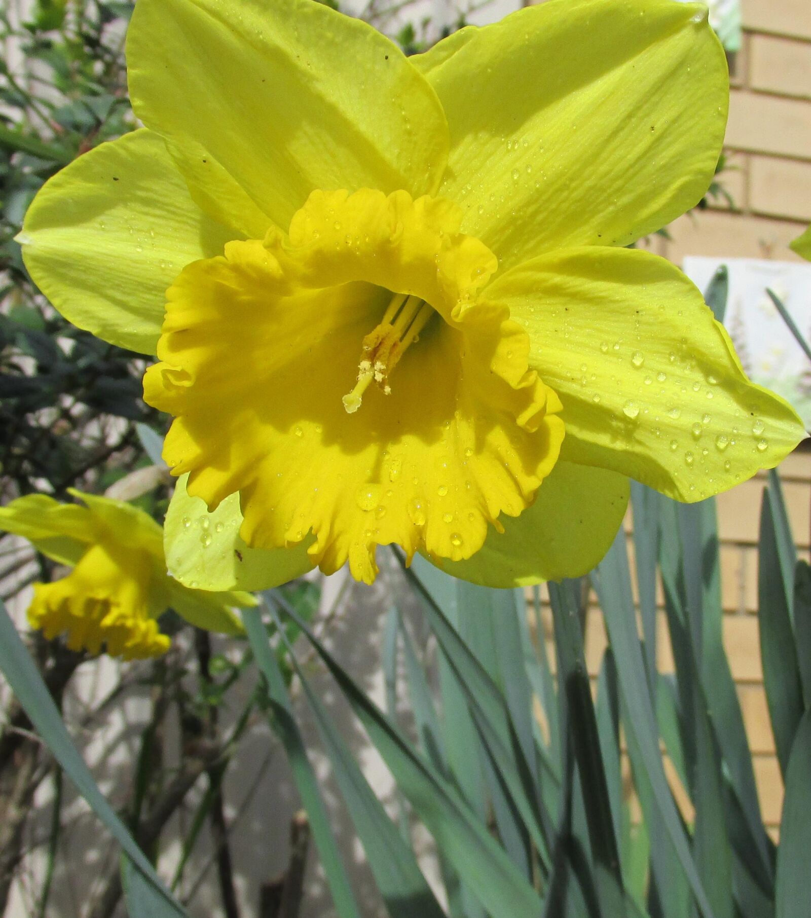 Canon PowerShot SX170 IS sample photo. Daffodil, yellow, flower photography