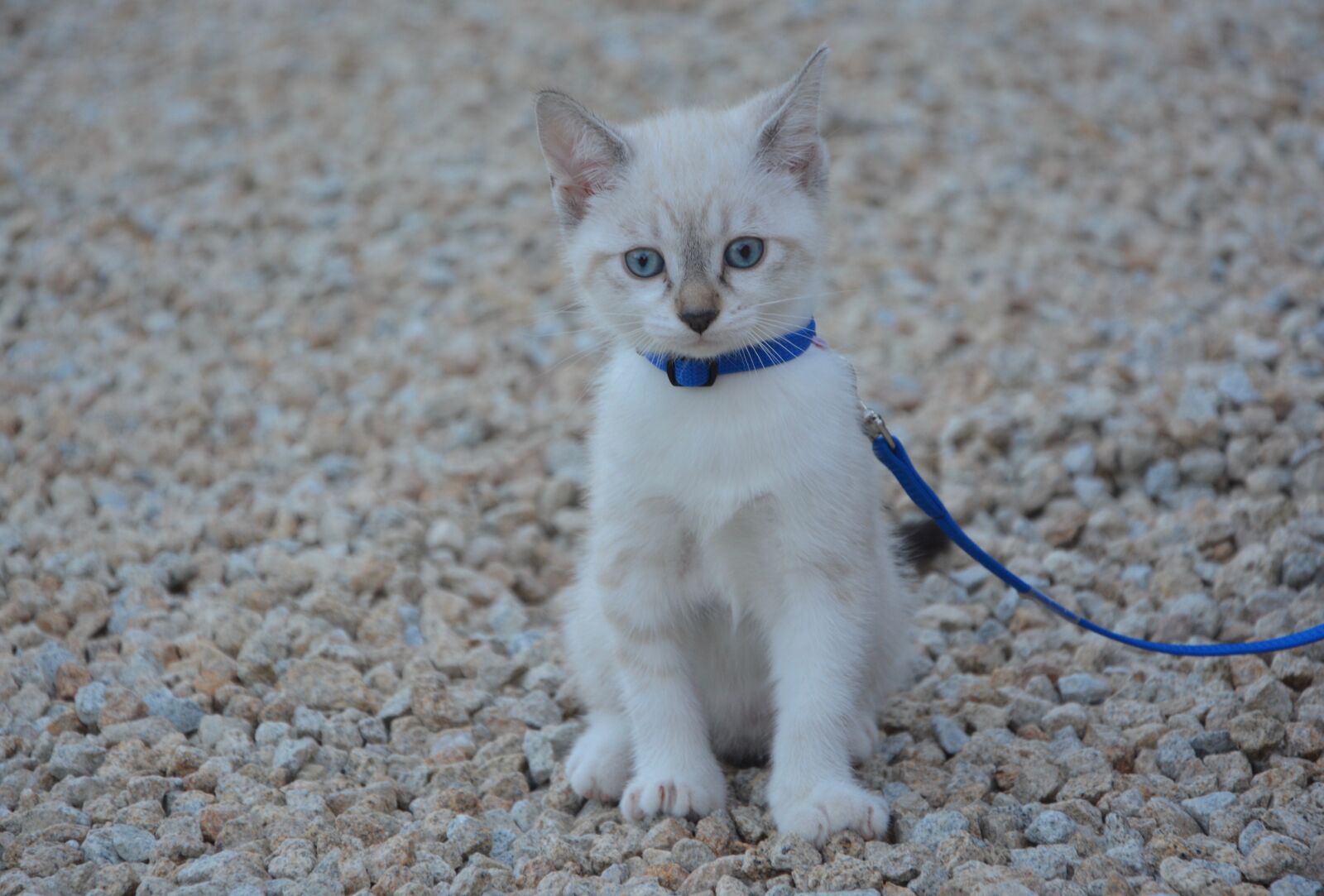 Nikon D5200 sample photo. Chatton, sitting, blue eyes photography