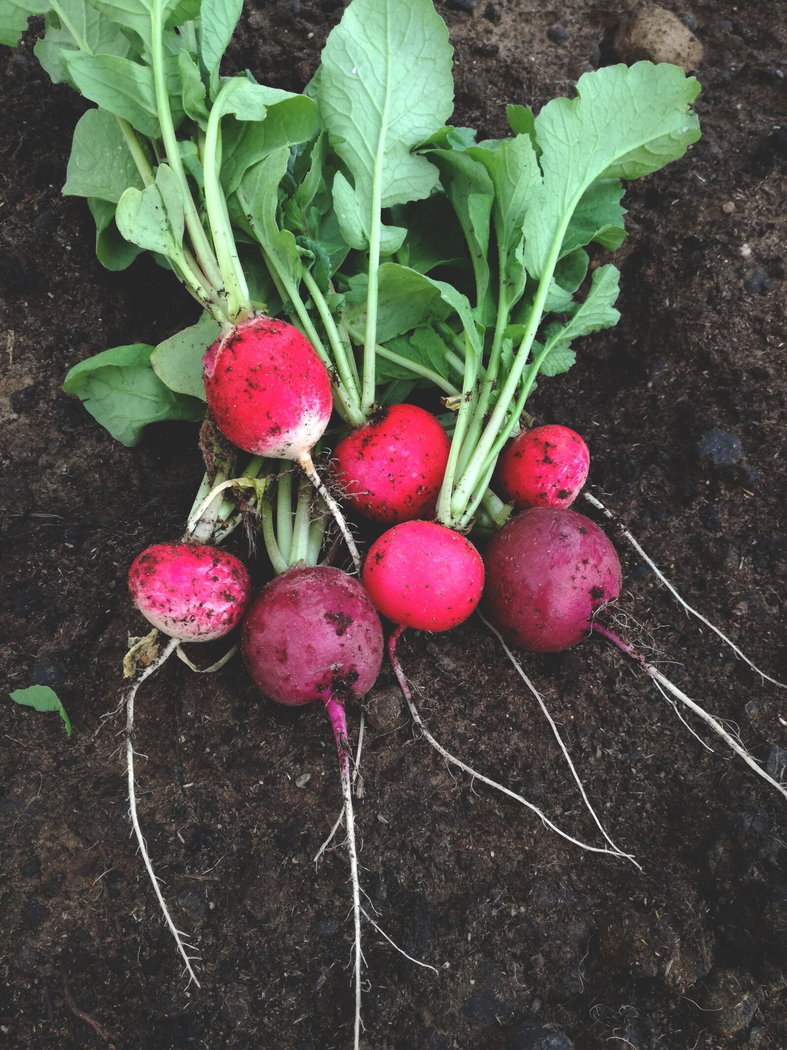 HUAWEI P9 LITE sample photo. Radish, vegetable, food photography