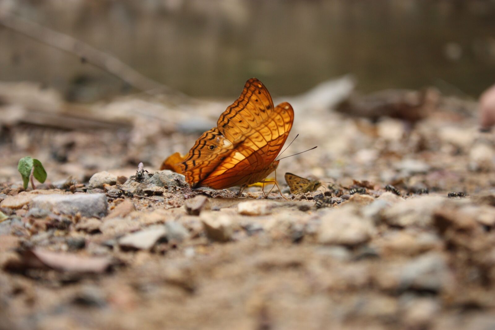 Canon EOS 450D (EOS Rebel XSi / EOS Kiss X2) sample photo. Butterfly, the national park photography