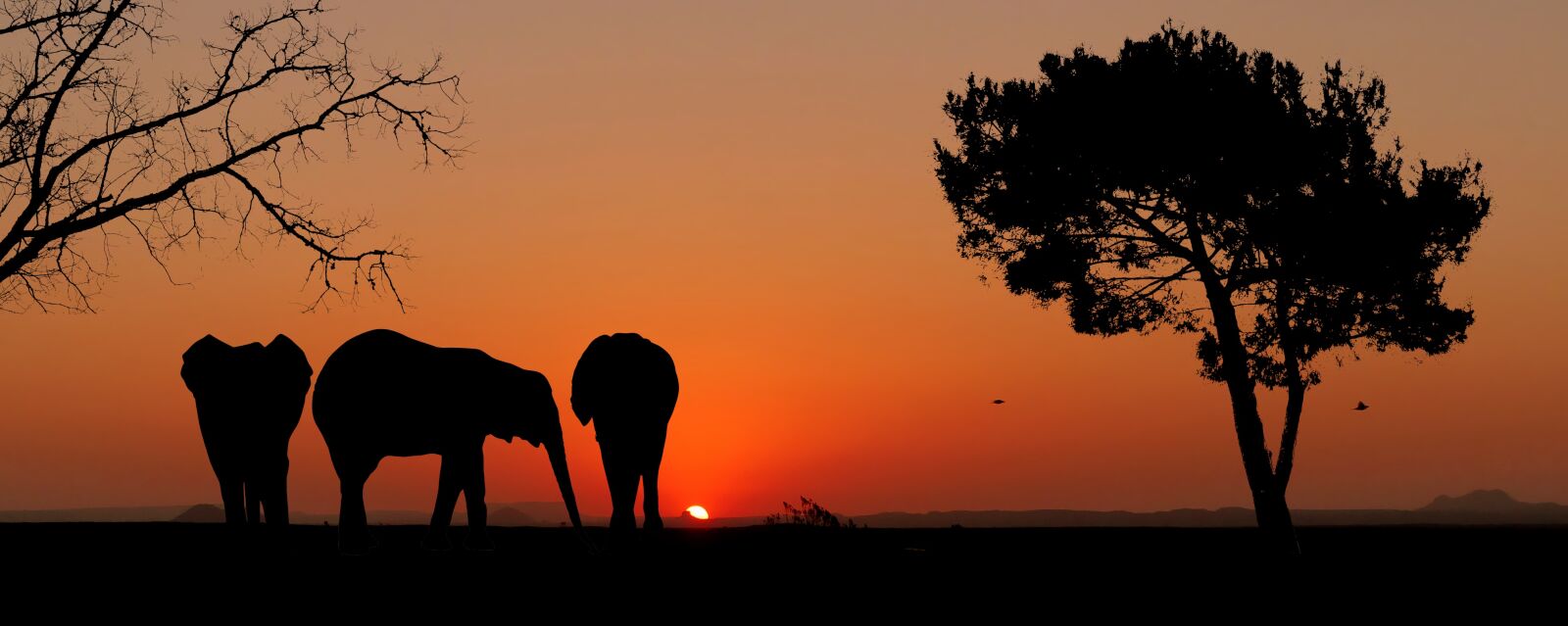 Panasonic Lumix DMC-FZ200 sample photo. Sunset, animals, elephants photography