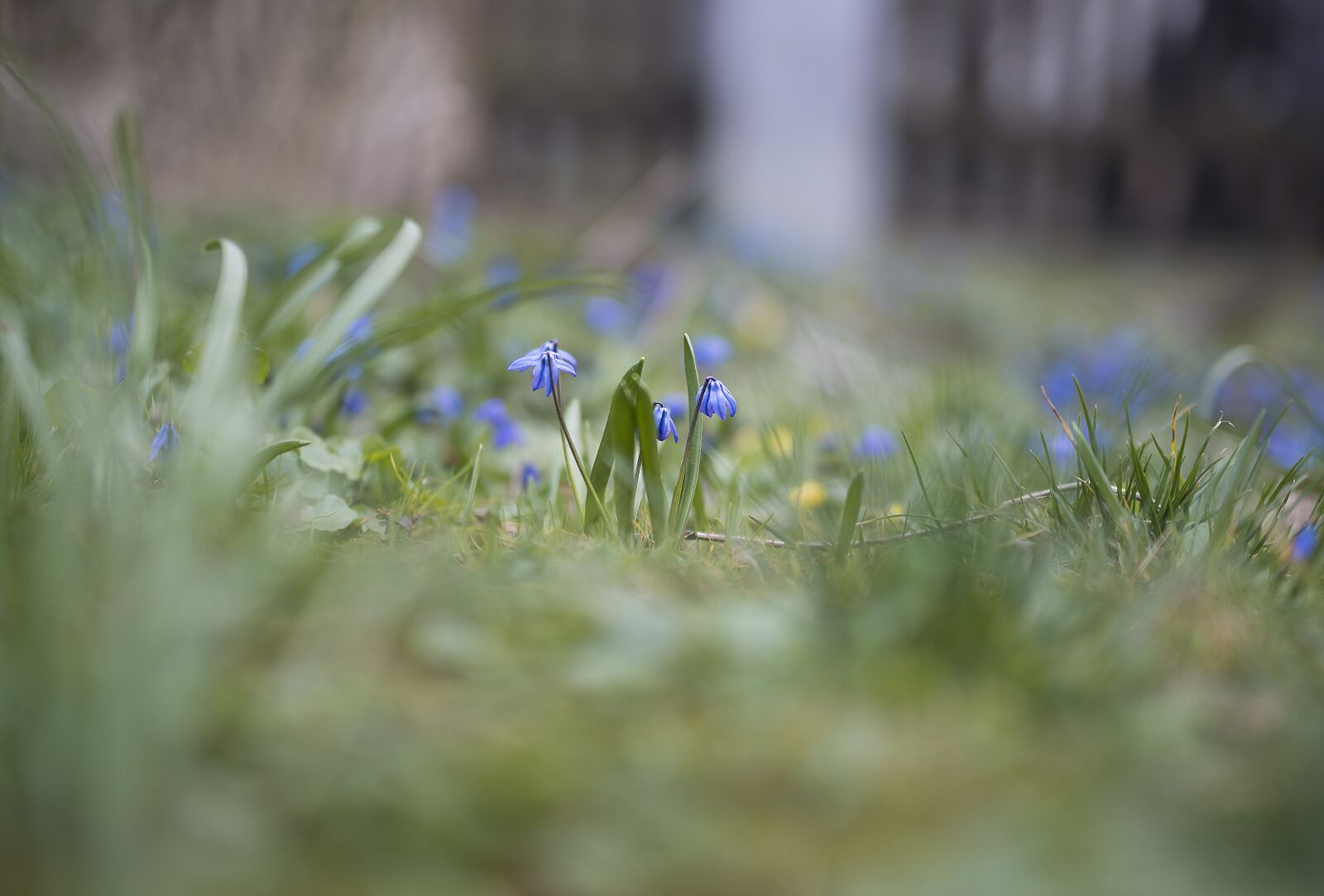 Nikon D800E sample photo. Muscari, spring, garden photography