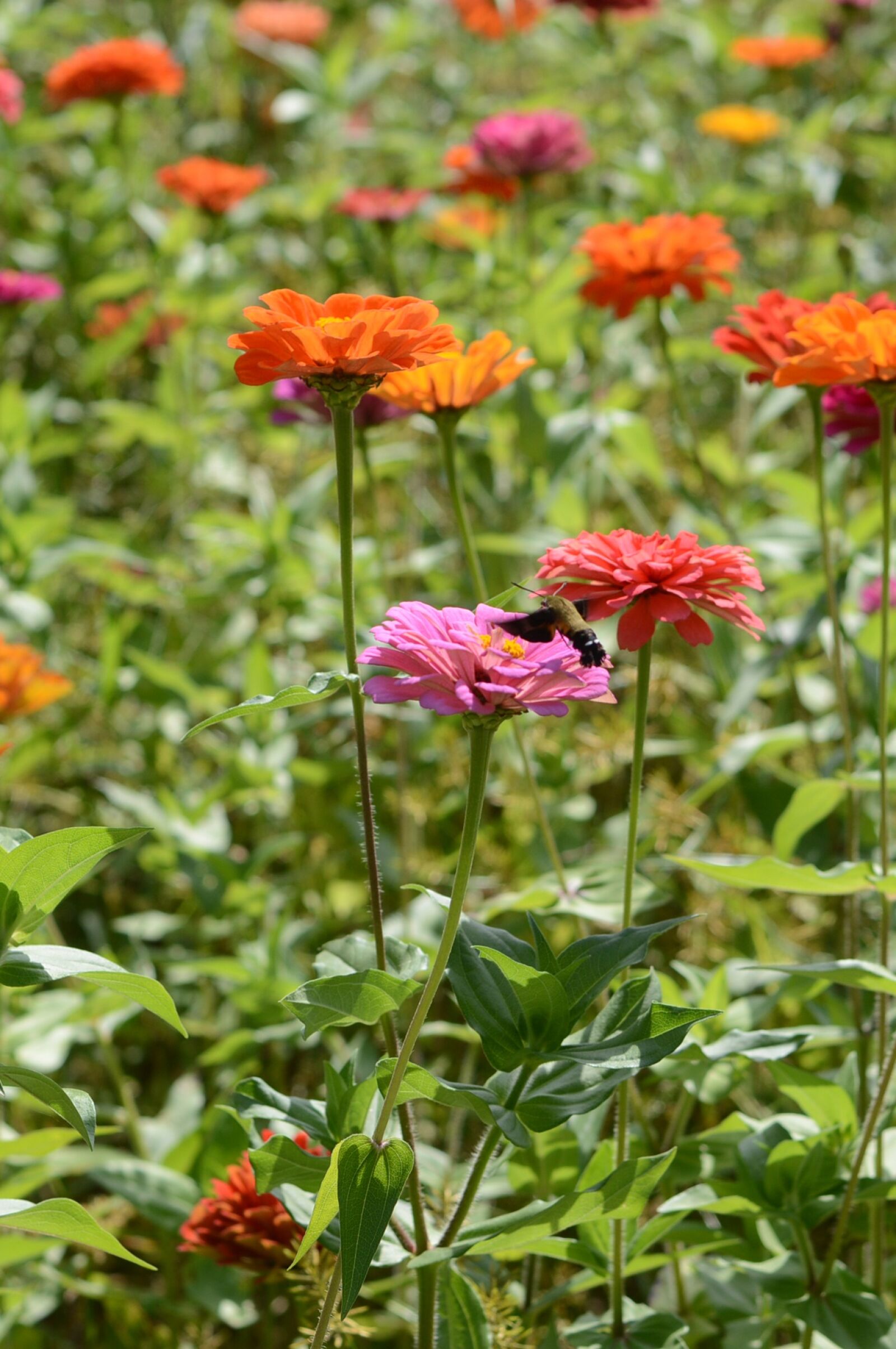 Nikon D3200 sample photo. Bird's flowers, the flowers photography