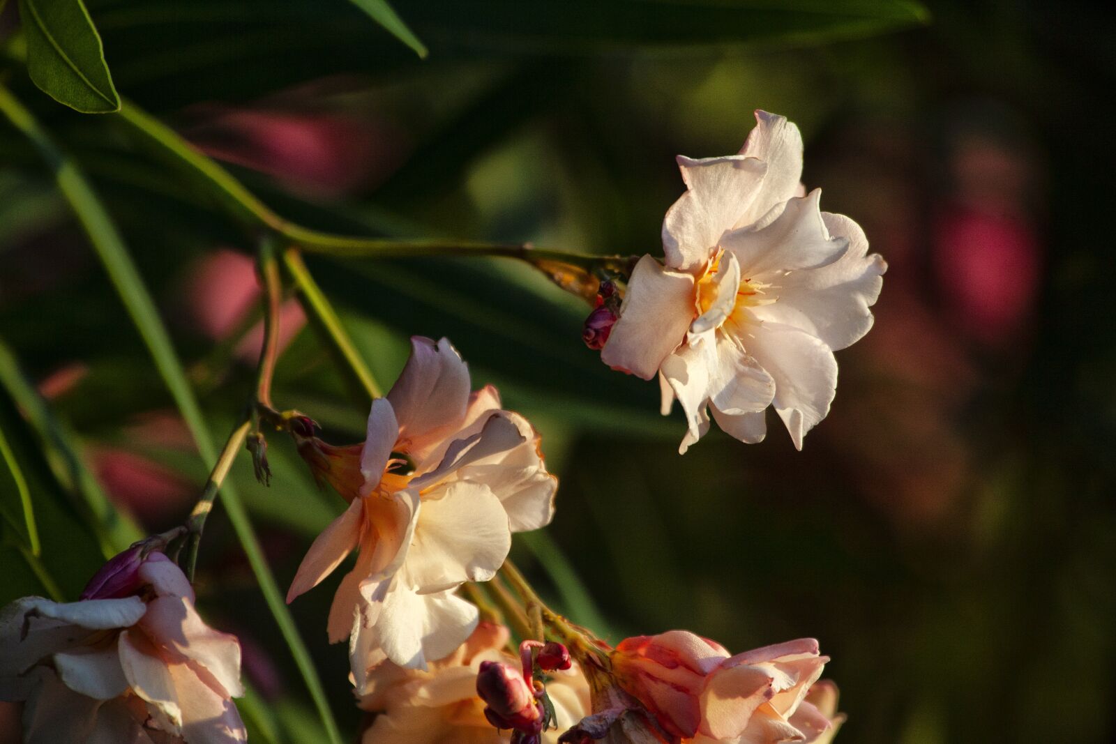 Canon EOS 5D Mark II sample photo. Oleander, flowers, flower photography