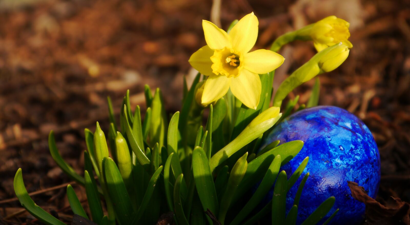 Panasonic Lumix DMC-G5 sample photo. Narcissus, egg, easter photography