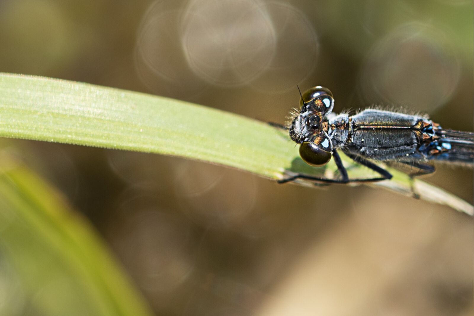 Canon EOS 7D Mark II + Canon EF 100mm F2.8L Macro IS USM sample photo. Insects, dragonfly, nature photography