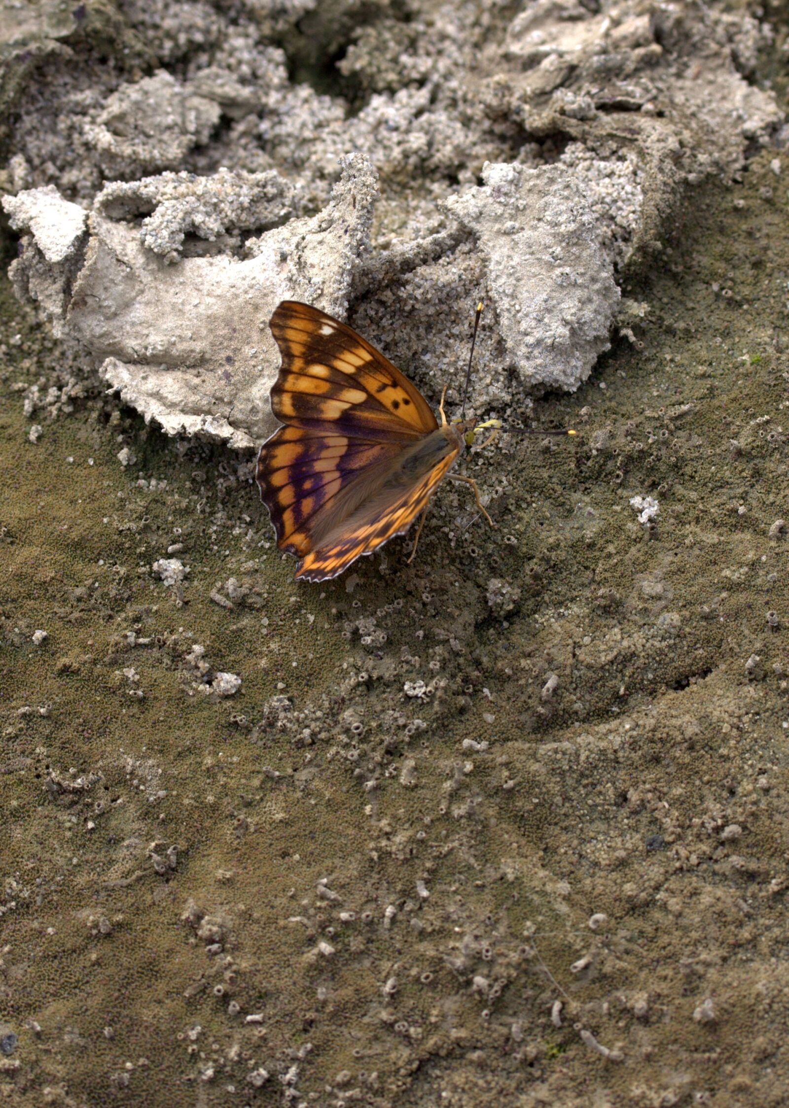Canon EF-S 60mm F2.8 Macro USM sample photo. Butterfly, brown, insecta photography
