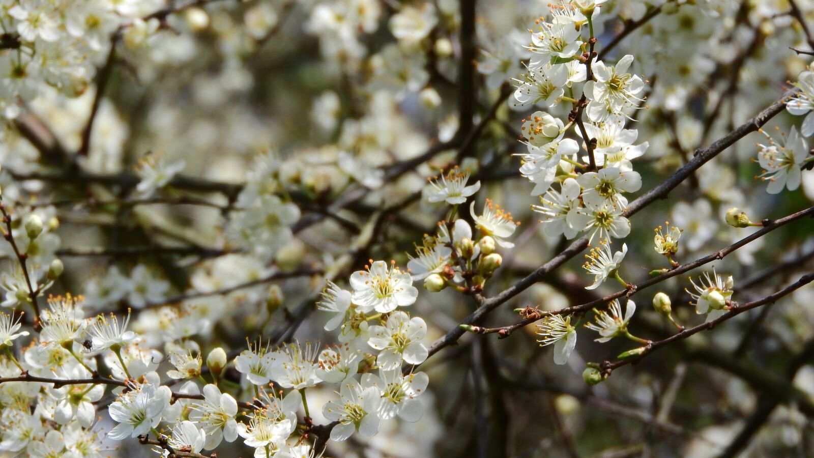 Nikon Coolpix P610 sample photo. Prunus spinosa, blackthorn, spring photography
