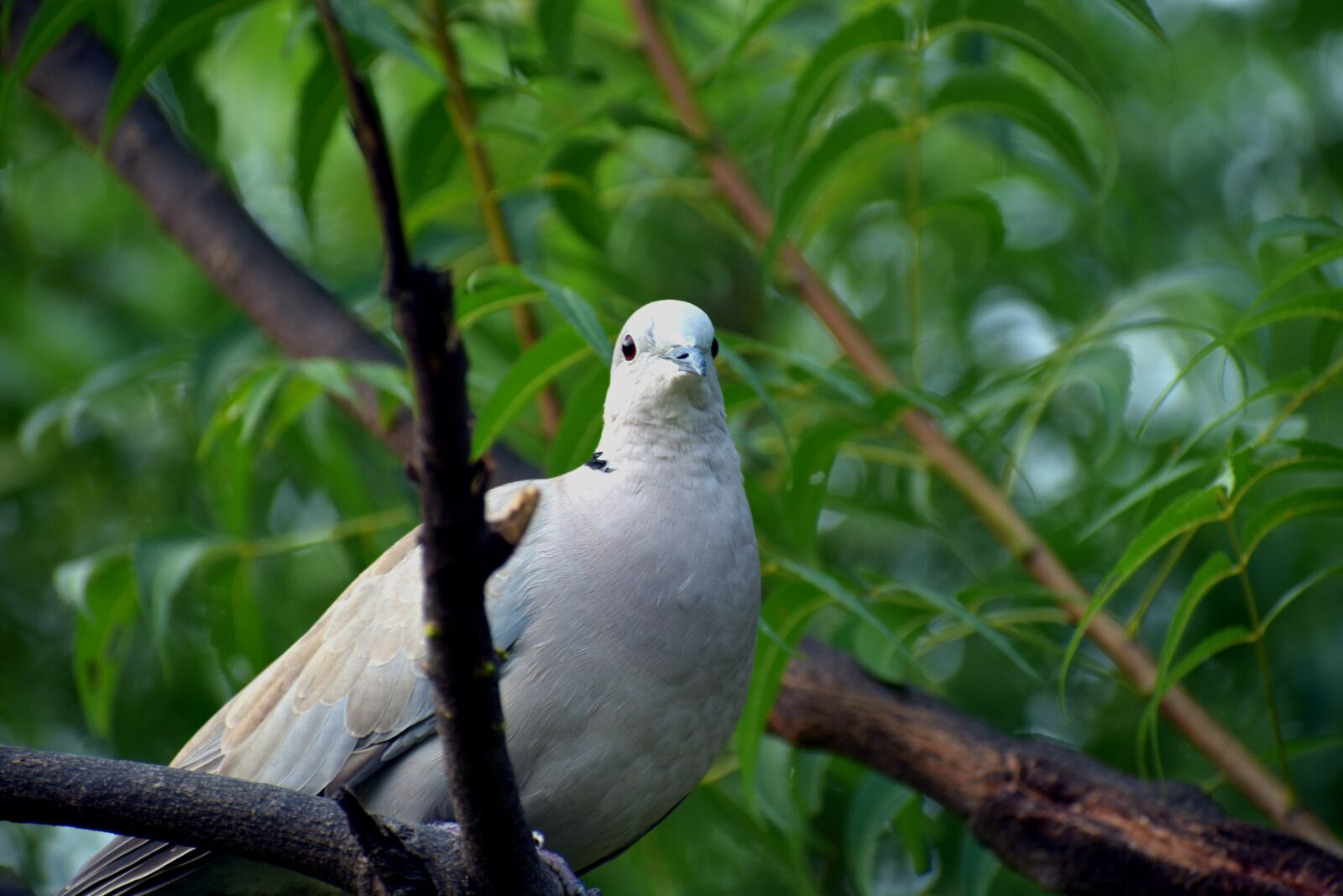 Nikon D5600 sample photo. Ring-necked dove, half-collared dove photography