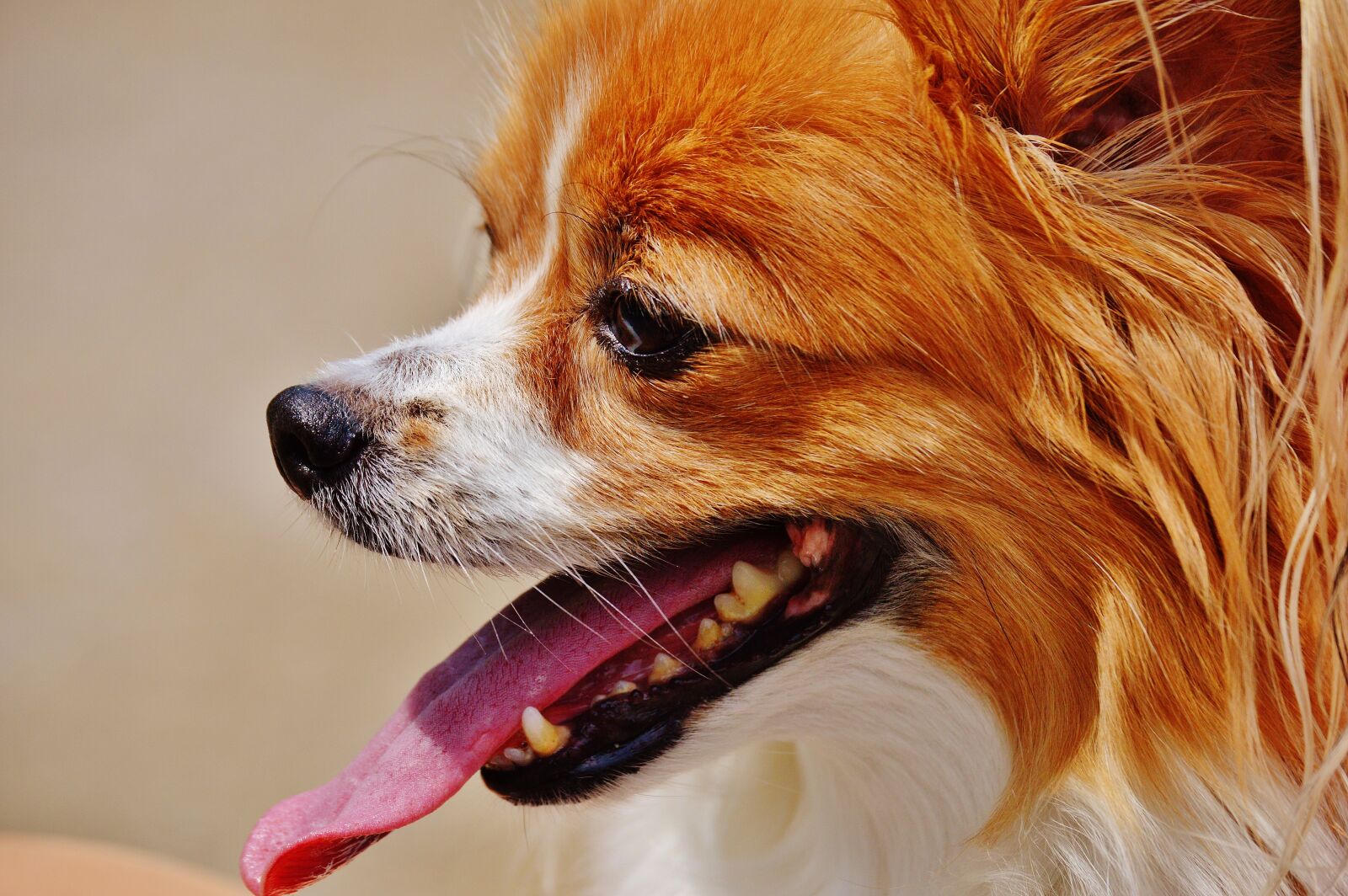 Nikon D3200 sample photo. Dog, chihuahua, cute photography