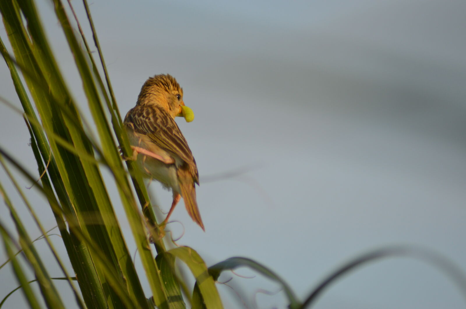 Nikon D3200 sample photo. Bird, birds, insect, insects photography