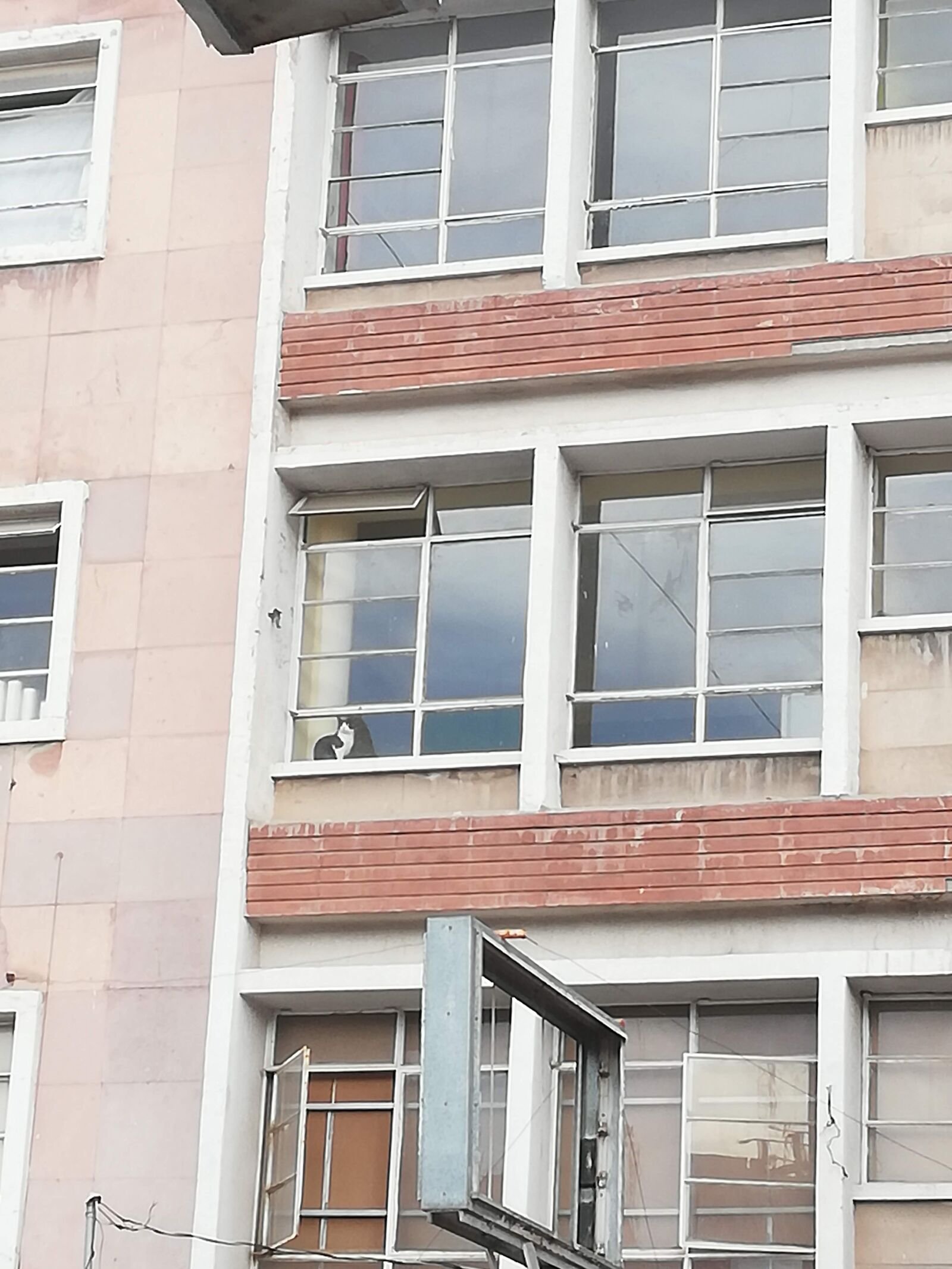 HUAWEI P20 lite sample photo. Building, cat, architecture photography