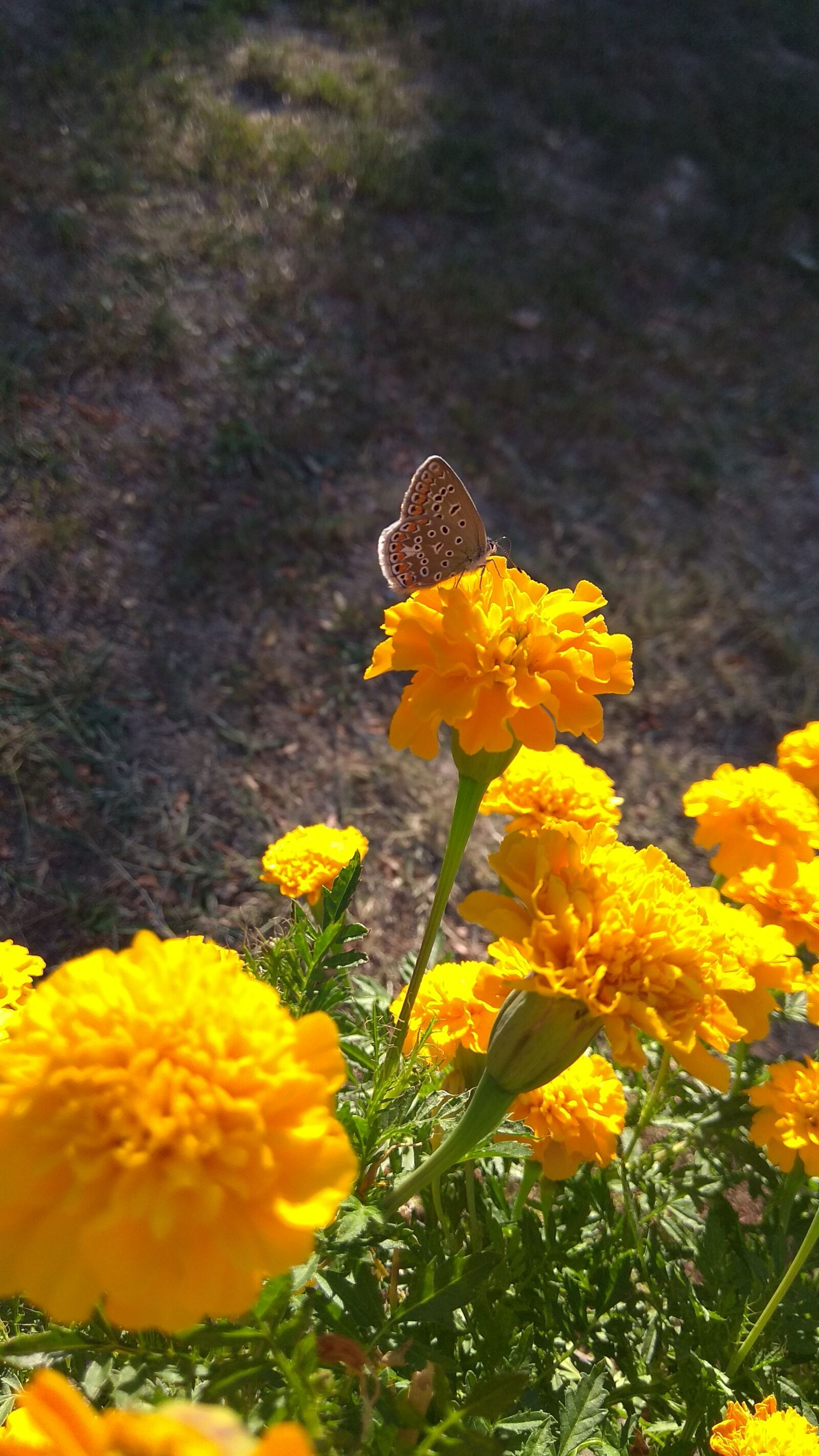 Xiaomi Redmi Note 4 sample photo. Butterfly, flower, yellow photography