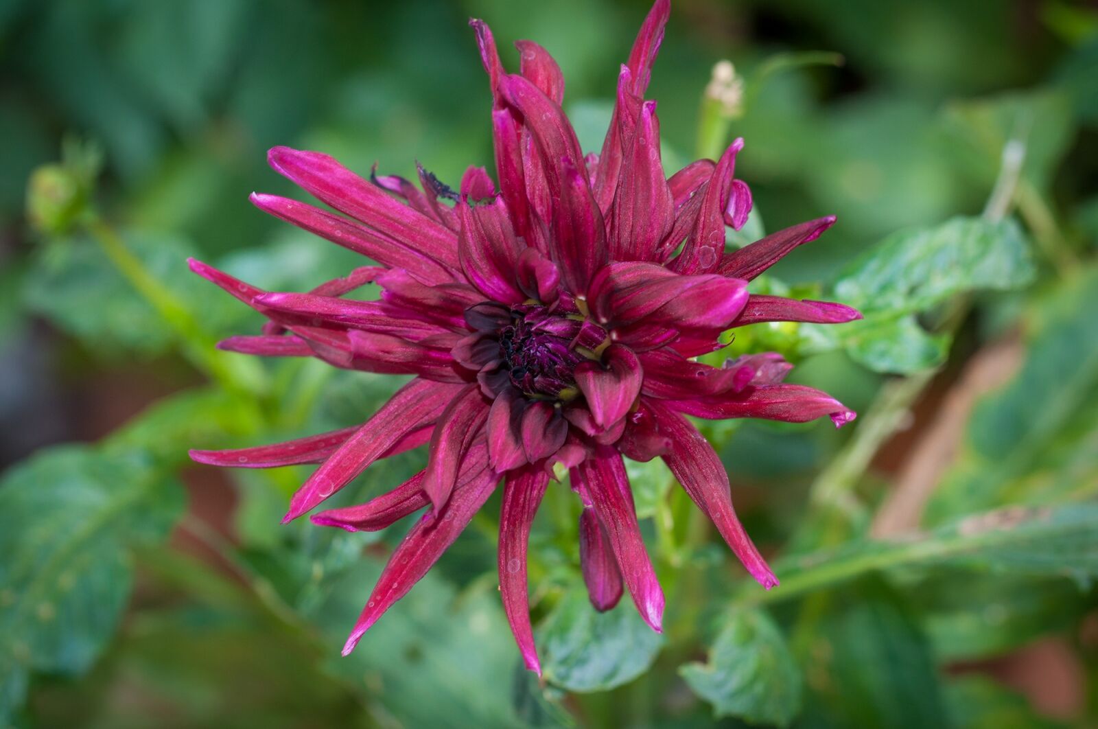Nikon D90 sample photo. Flower, devil's claw, phyteuma photography
