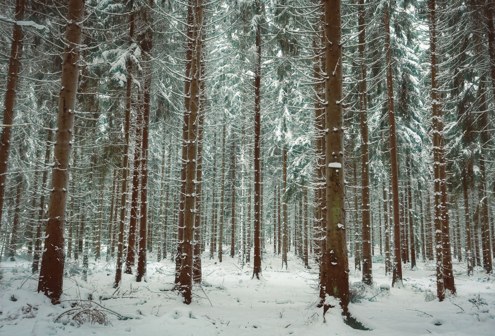 Canon EF 17-40mm F4L USM sample photo. Winter, snow, trees photography