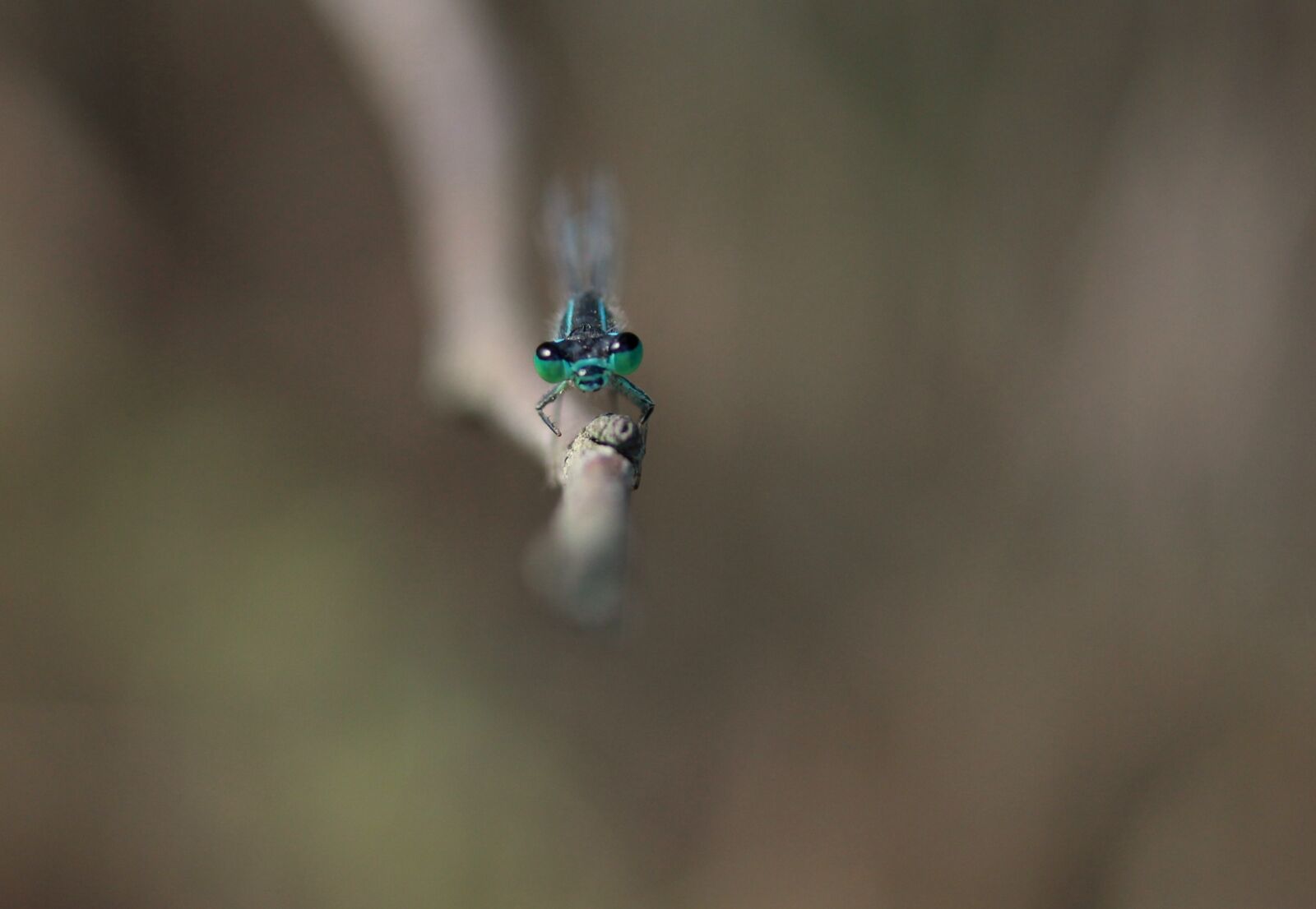 Canon EF-S 60mm F2.8 Macro USM sample photo. Dragonfly, blue, insecta photography