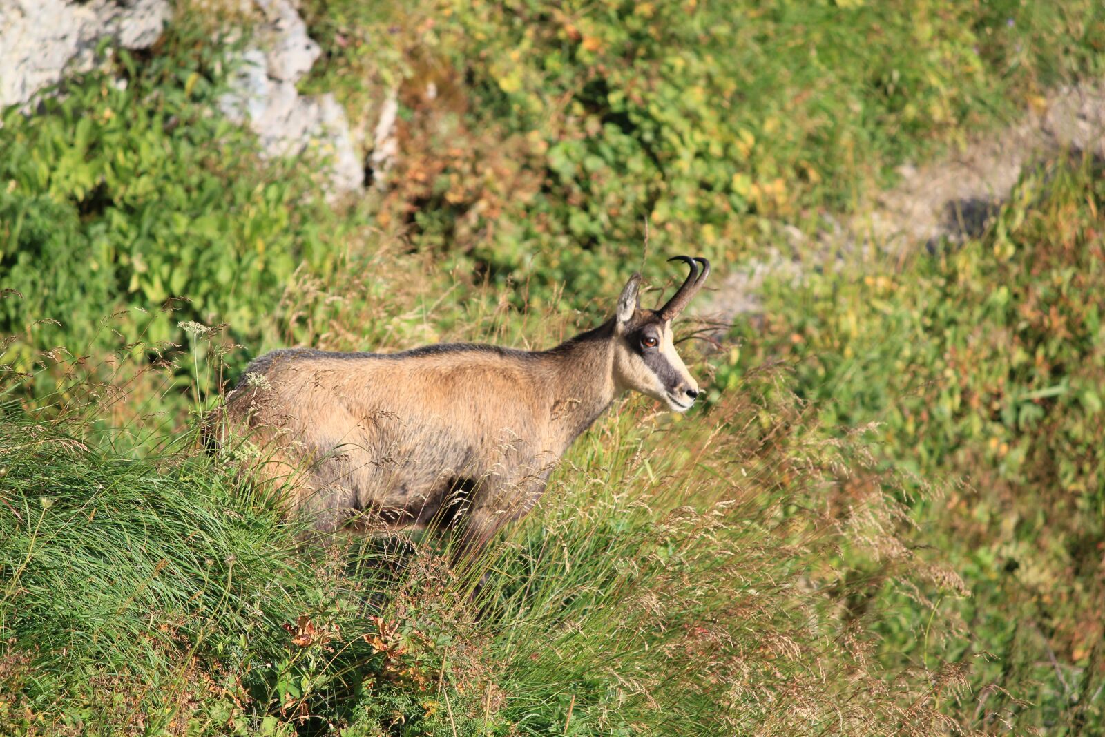 Canon EOS 550D (EOS Rebel T2i / EOS Kiss X4) sample photo. Goat, mountaineering, trail photography