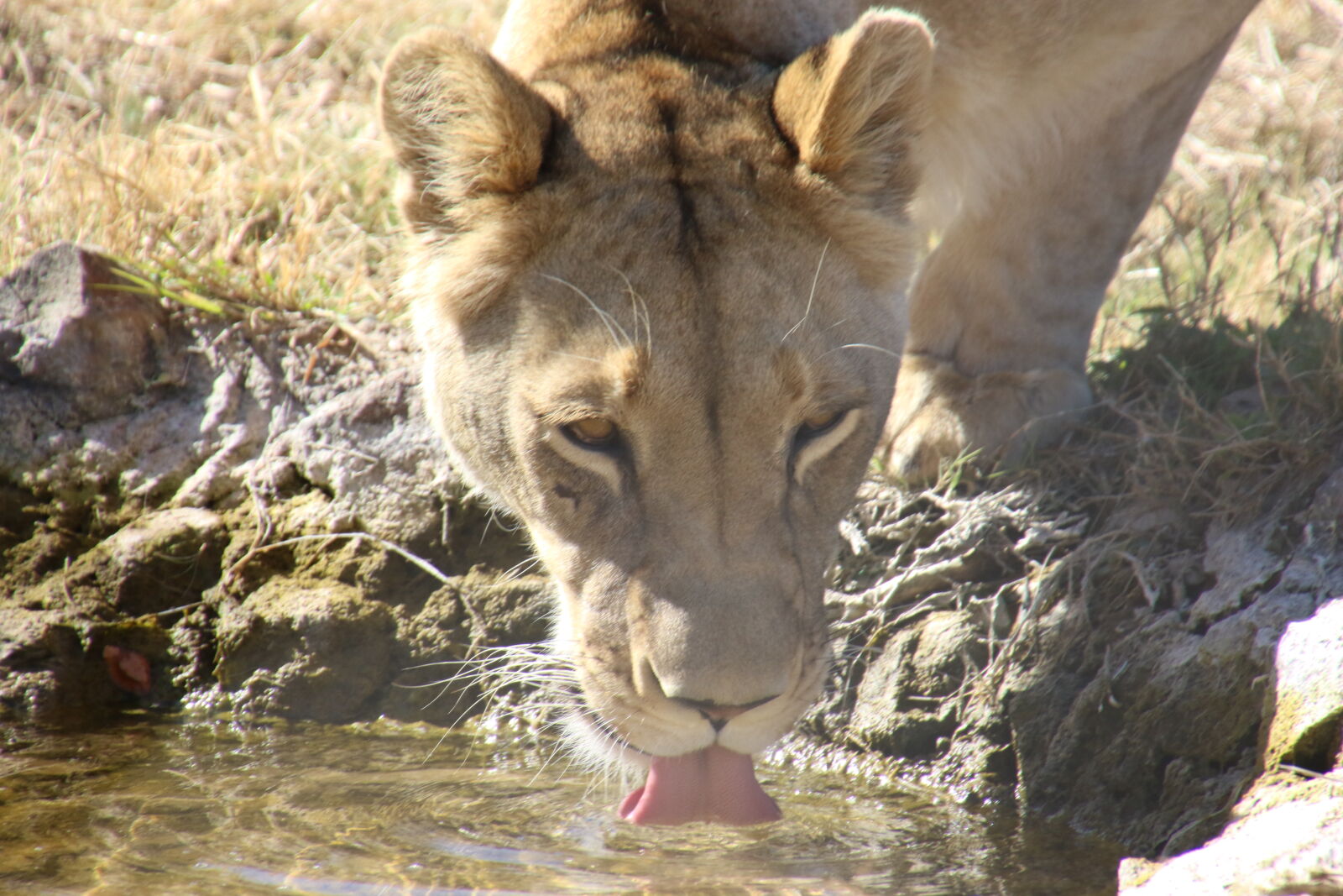 Canon EOS 7D Mark II sample photo. Animals, brown, cats, drink photography
