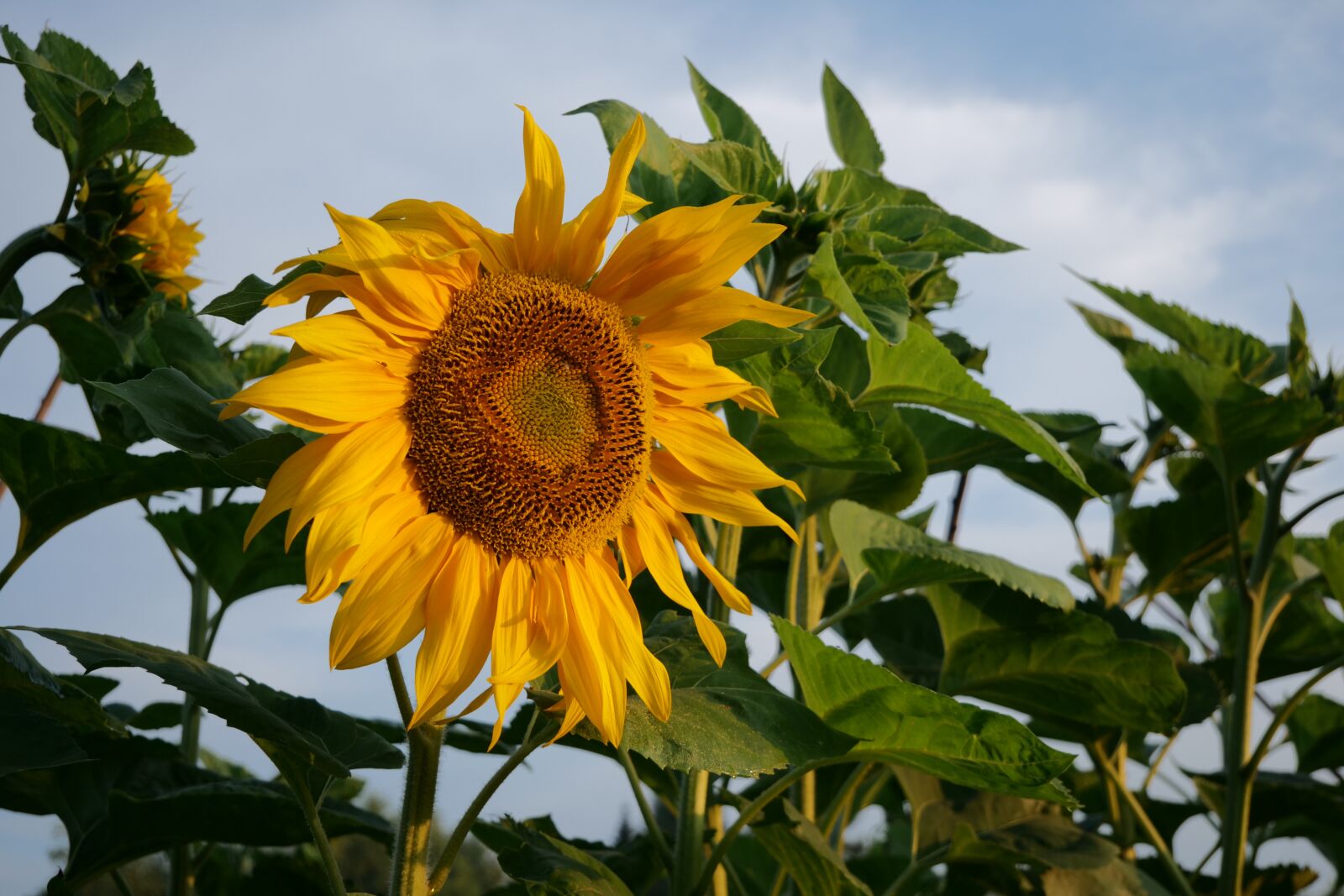 Panasonic Lumix DC-G9 sample photo. Sunflower, flower, yellow flower photography