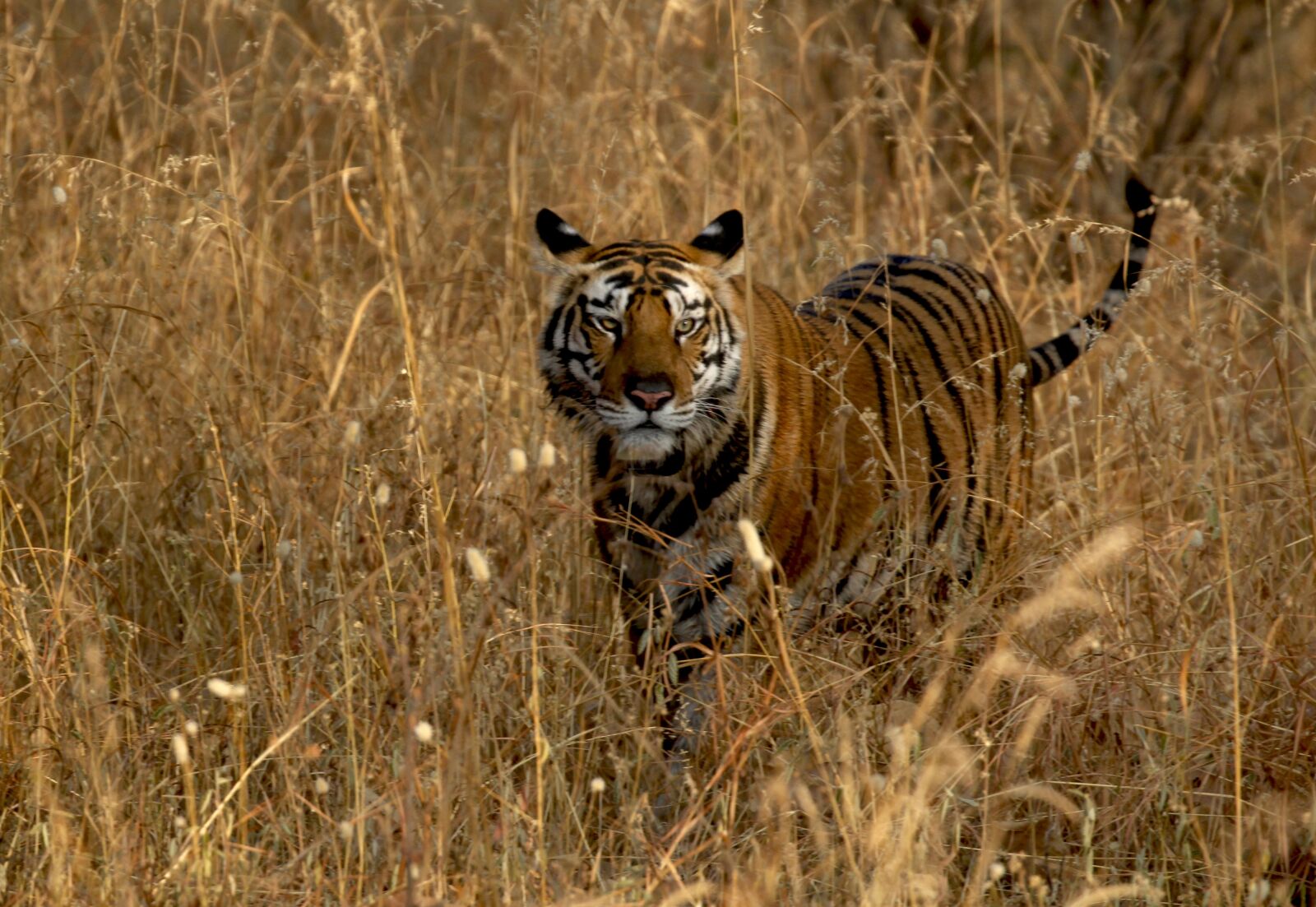 Canon EOS 60D + Canon EF 100-400mm F4.5-5.6L IS II USM sample photo. Tiger, jungle, wildlife photography