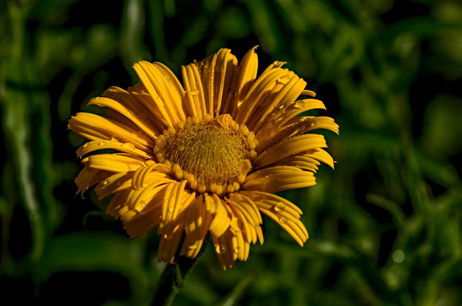 Nikon D5100 sample photo. Flower, yellow, summer photography