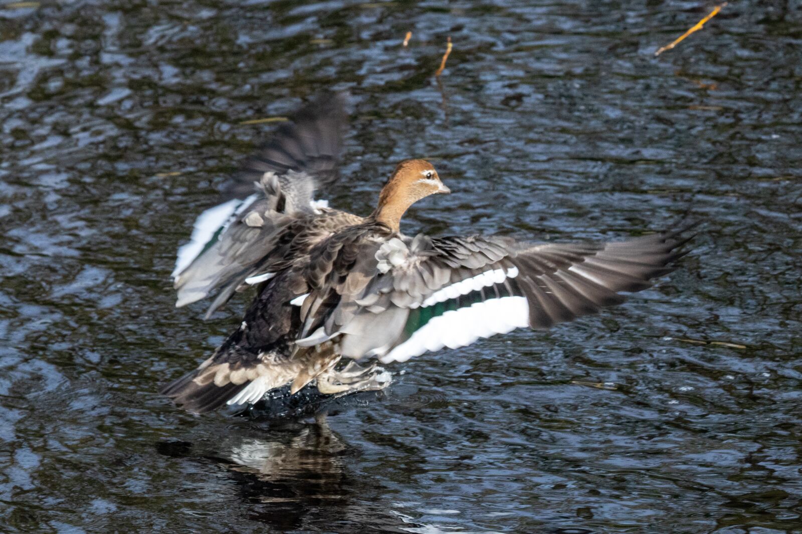 Canon EF 100-400mm F4.5-5.6L IS USM sample photo. Water, bird, nature photography