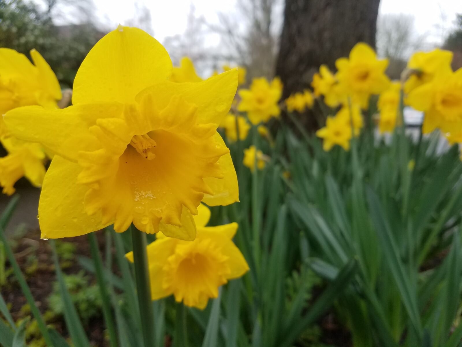 Samsung Galaxy S7 sample photo. Daffodil, flower, spring photography