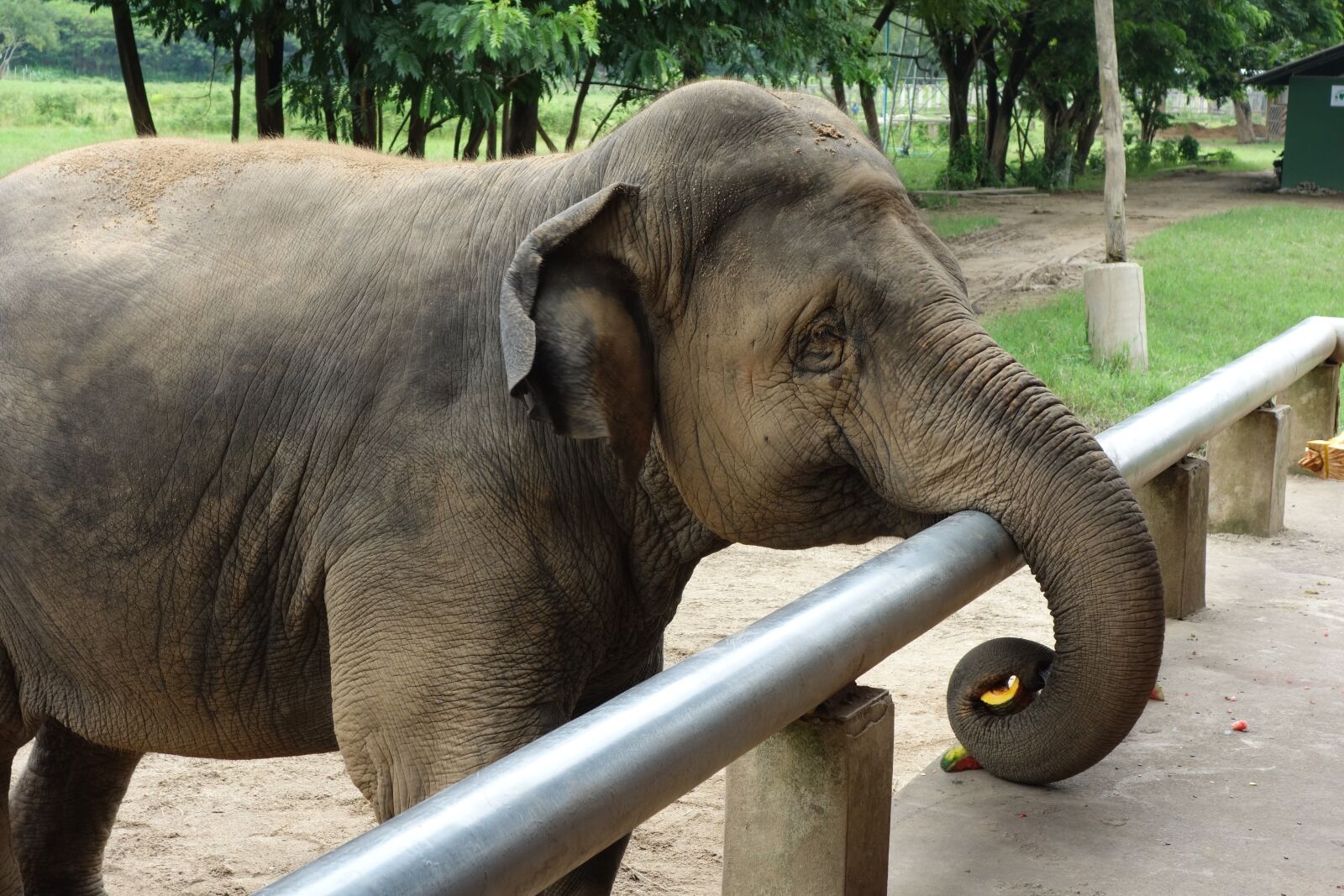 Sony Cyber-shot DSC-RX100 sample photo. Elephant, thailand, elephant nature photography