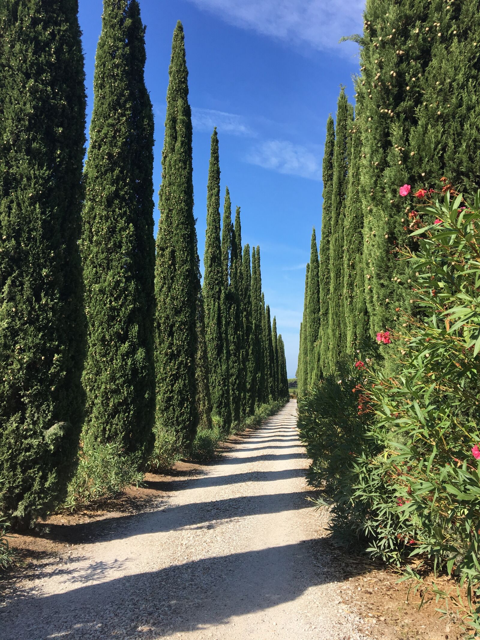 Apple iPhone 6s sample photo. Tuscany, cypress, alley photography