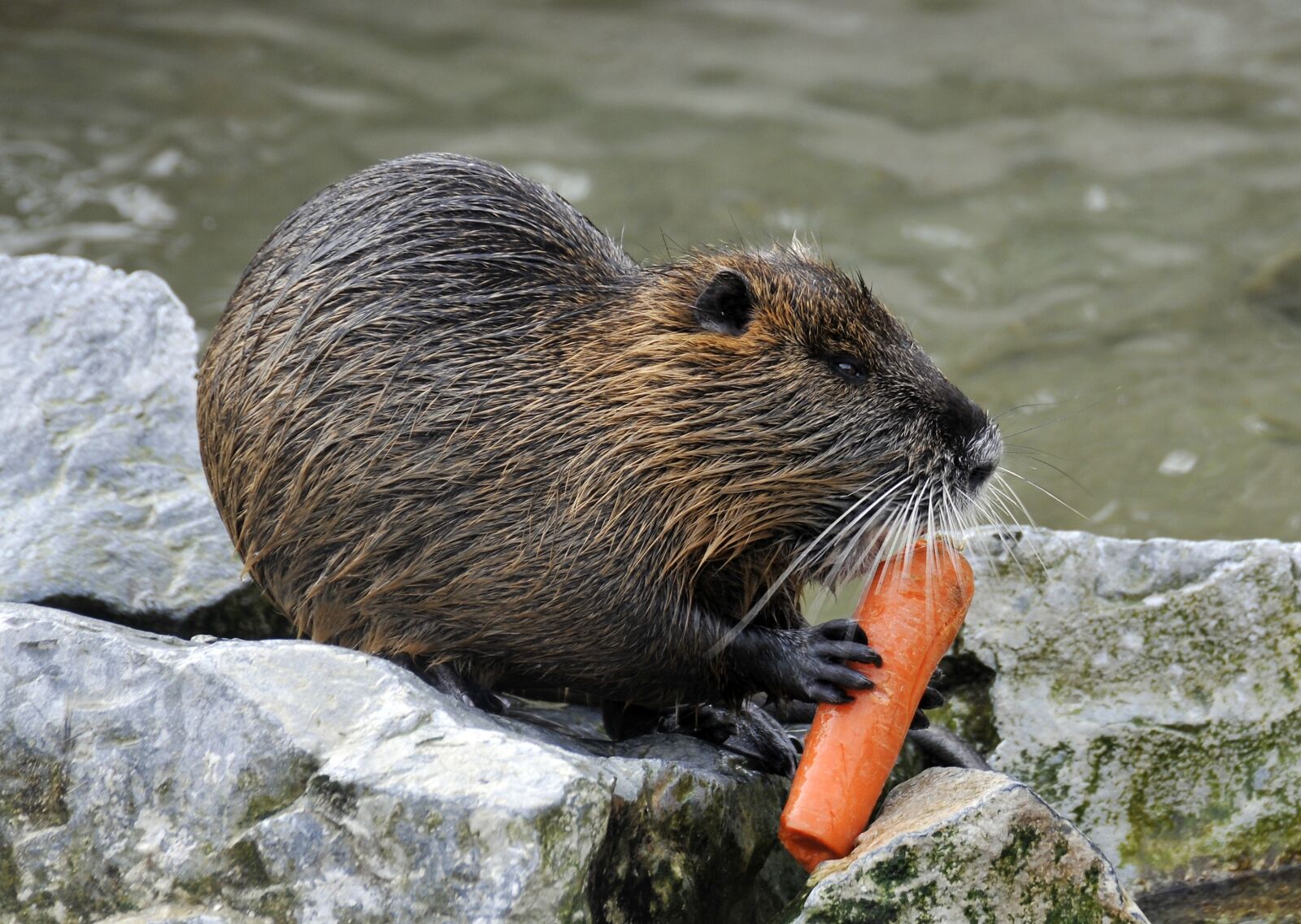 Nikon D300 sample photo. Wildlife park, poing, nutia photography