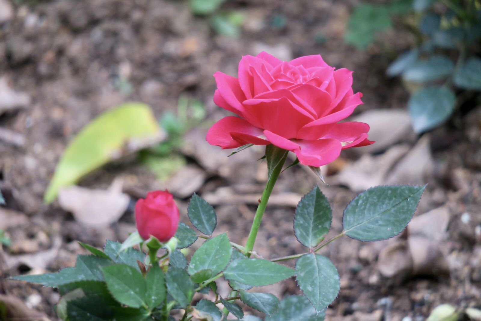Canon PowerShot G3 X sample photo. Flower, nature, plant photography