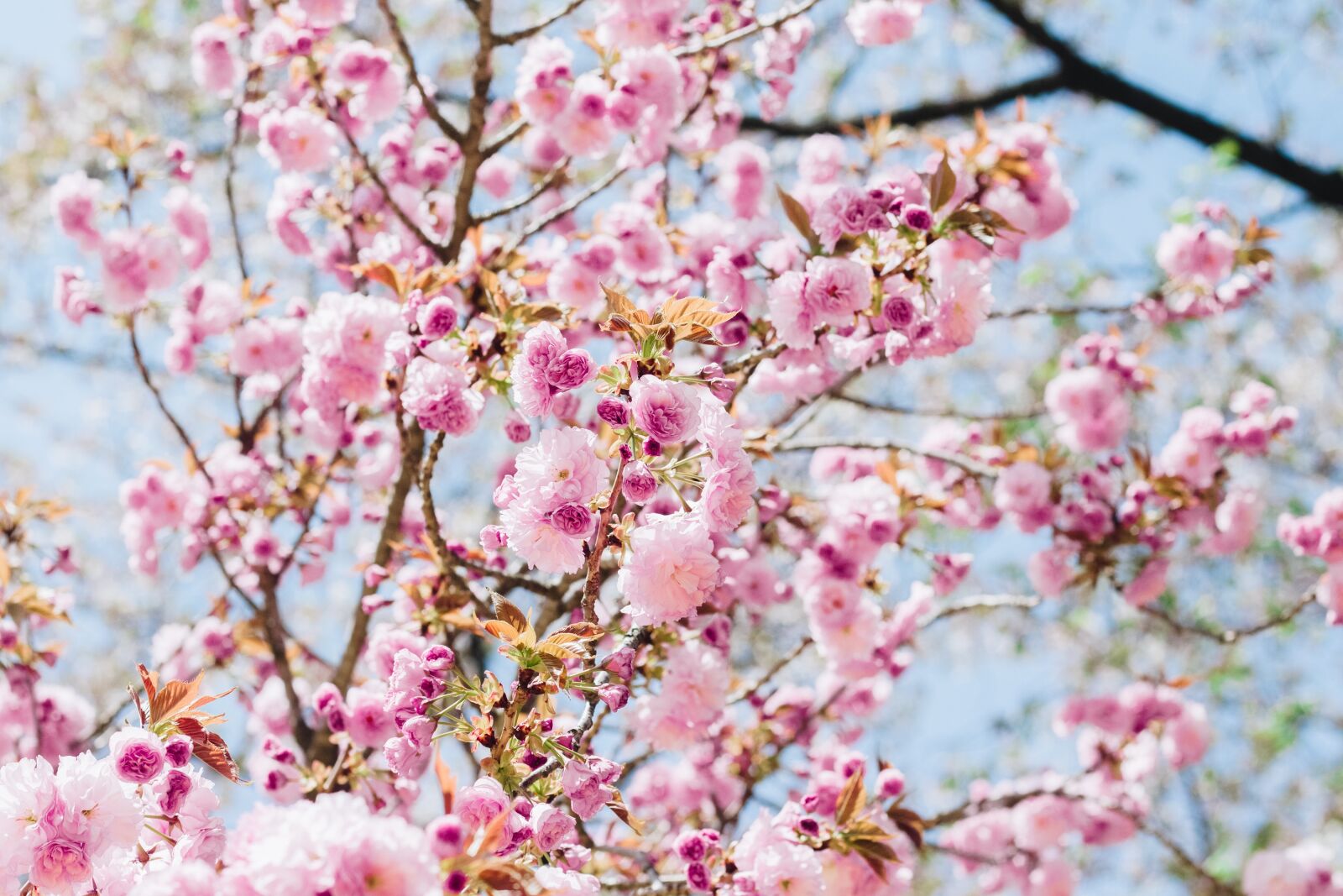 Canon EOS 700D (EOS Rebel T5i / EOS Kiss X7i) + Canon EF 50mm F1.8 II sample photo. Sakura, flower, cherry flowers photography