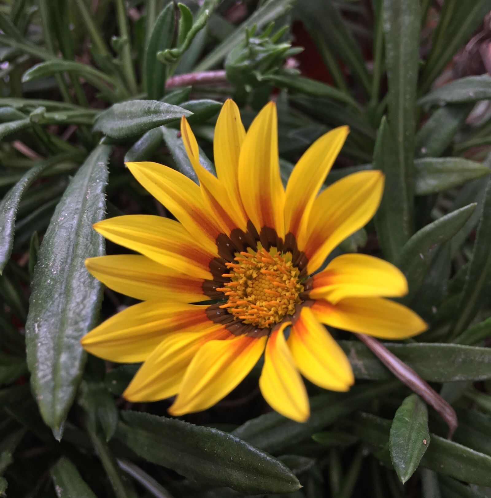Apple iPhone 6s Plus sample photo. Yellow flower, petals yellow photography