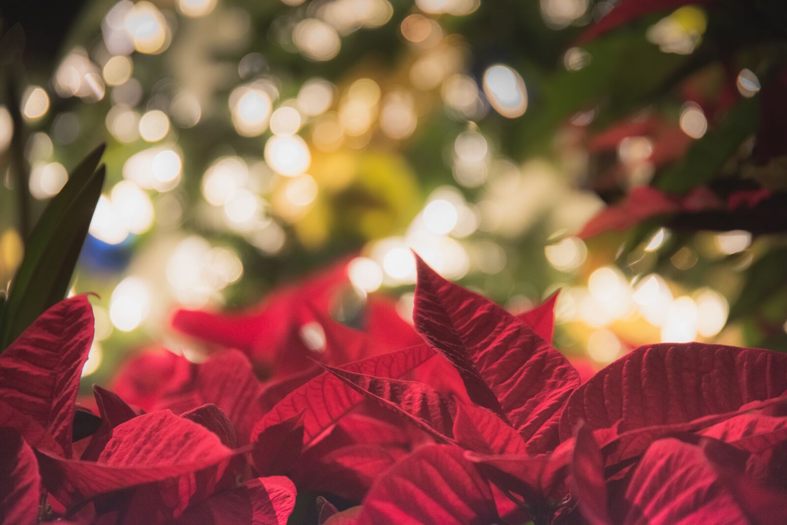 Nikon D810 sample photo. Christmas, lights, tree photography