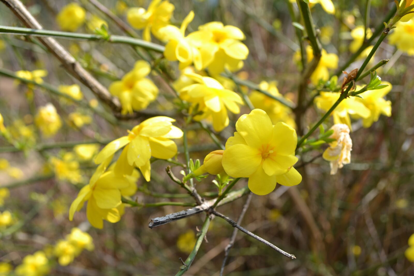 Nikon D3100 sample photo. Flower, nature, blossom photography