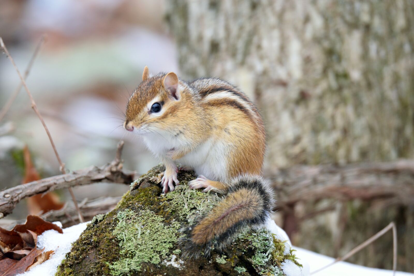 Nikon D5300 sample photo. Chipmunk, animal, forest photography