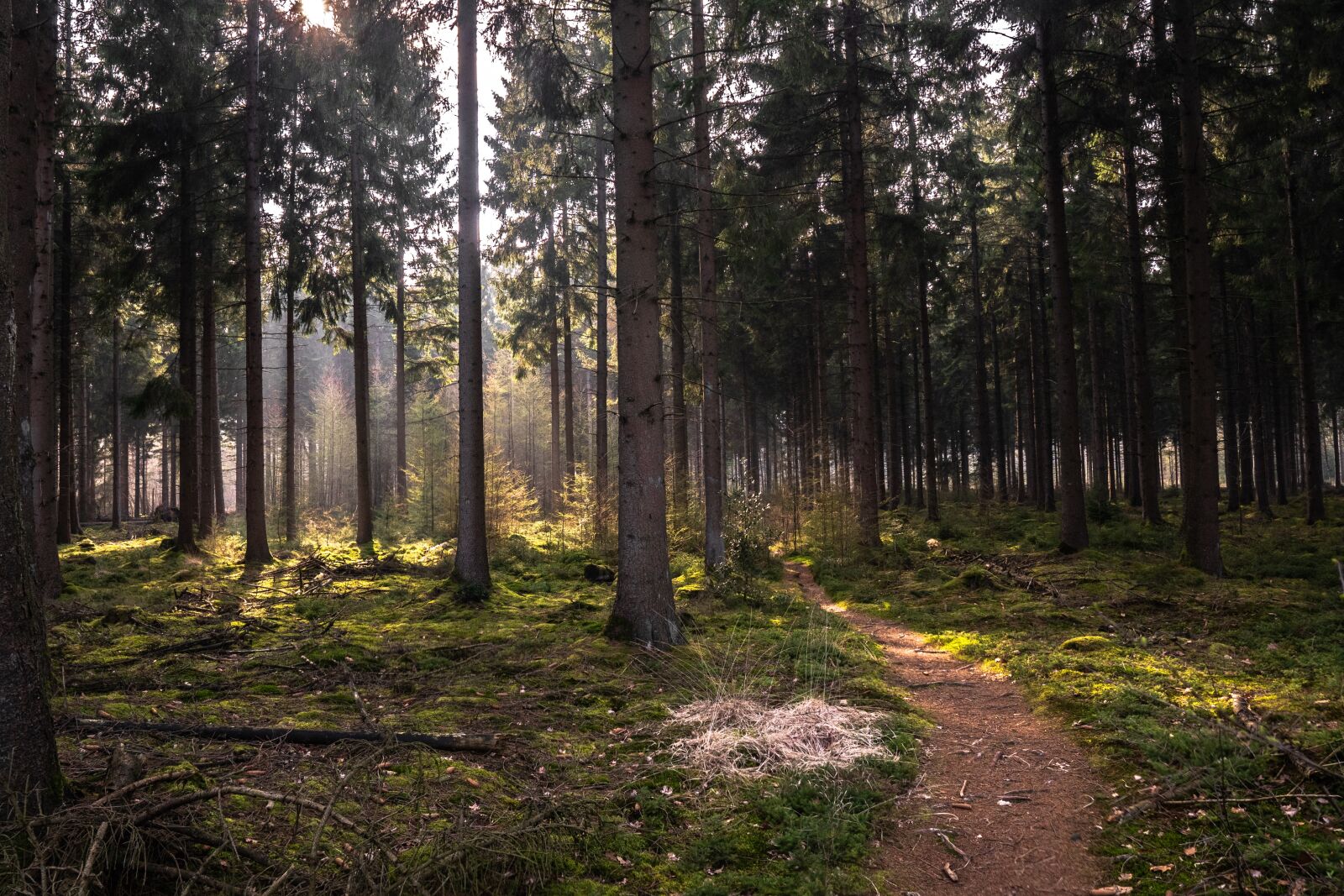 Sigma 16mm F1.4 DC DN | C sample photo. Forest, dutch, landscape photography